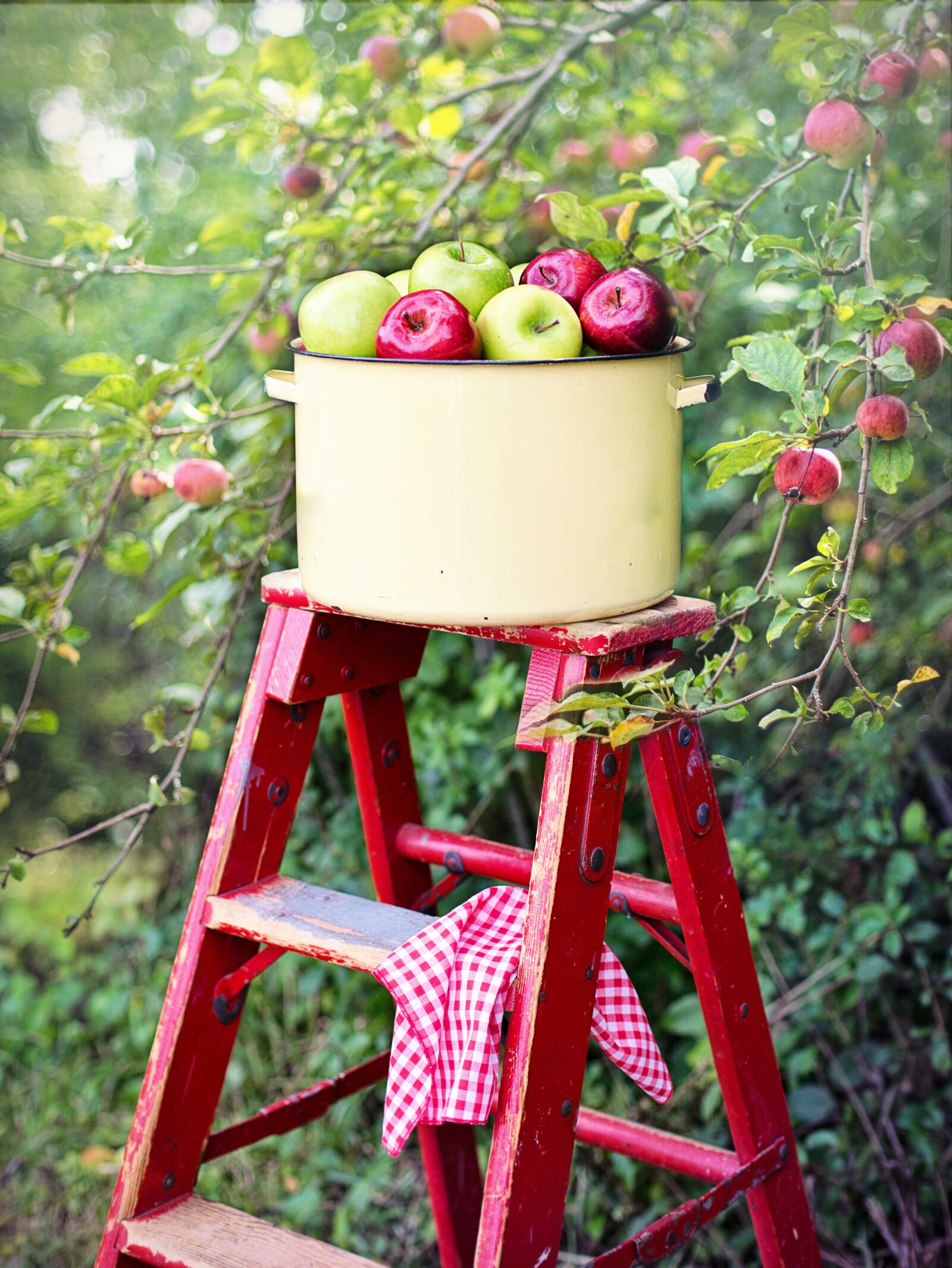 Canon EF 50mm F1.4 USM sample photo. Apples, apple orchard, apple photography