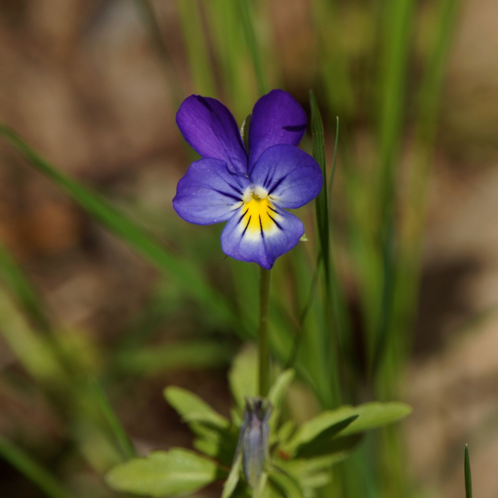 Sony Alpha NEX-7 sample photo. Viola tricolor, pansy, flower photography