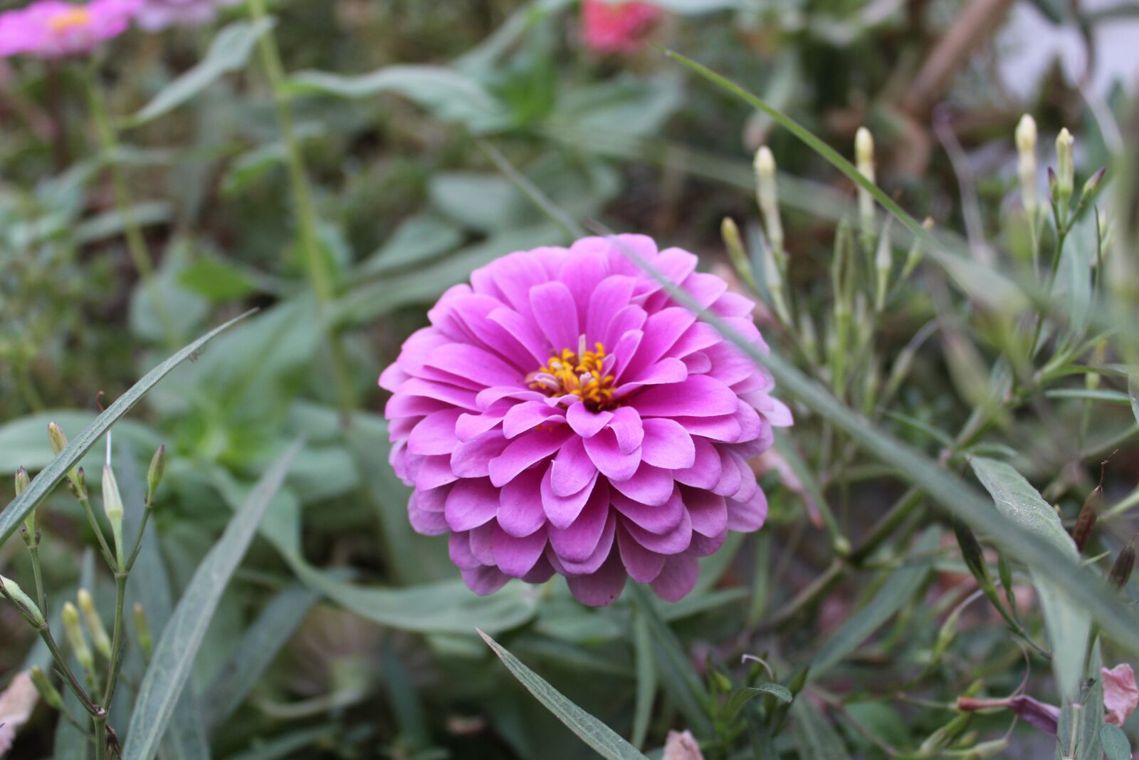 Canon EOS 1300D (EOS Rebel T6 / EOS Kiss X80) sample photo. Flower, zinnia, plant photography