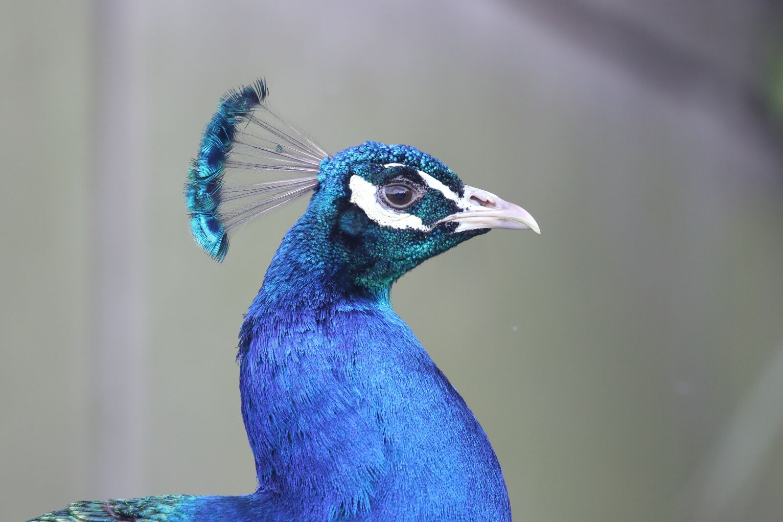 Canon EOS 7D Mark II sample photo. Peacock, profile, blue photography