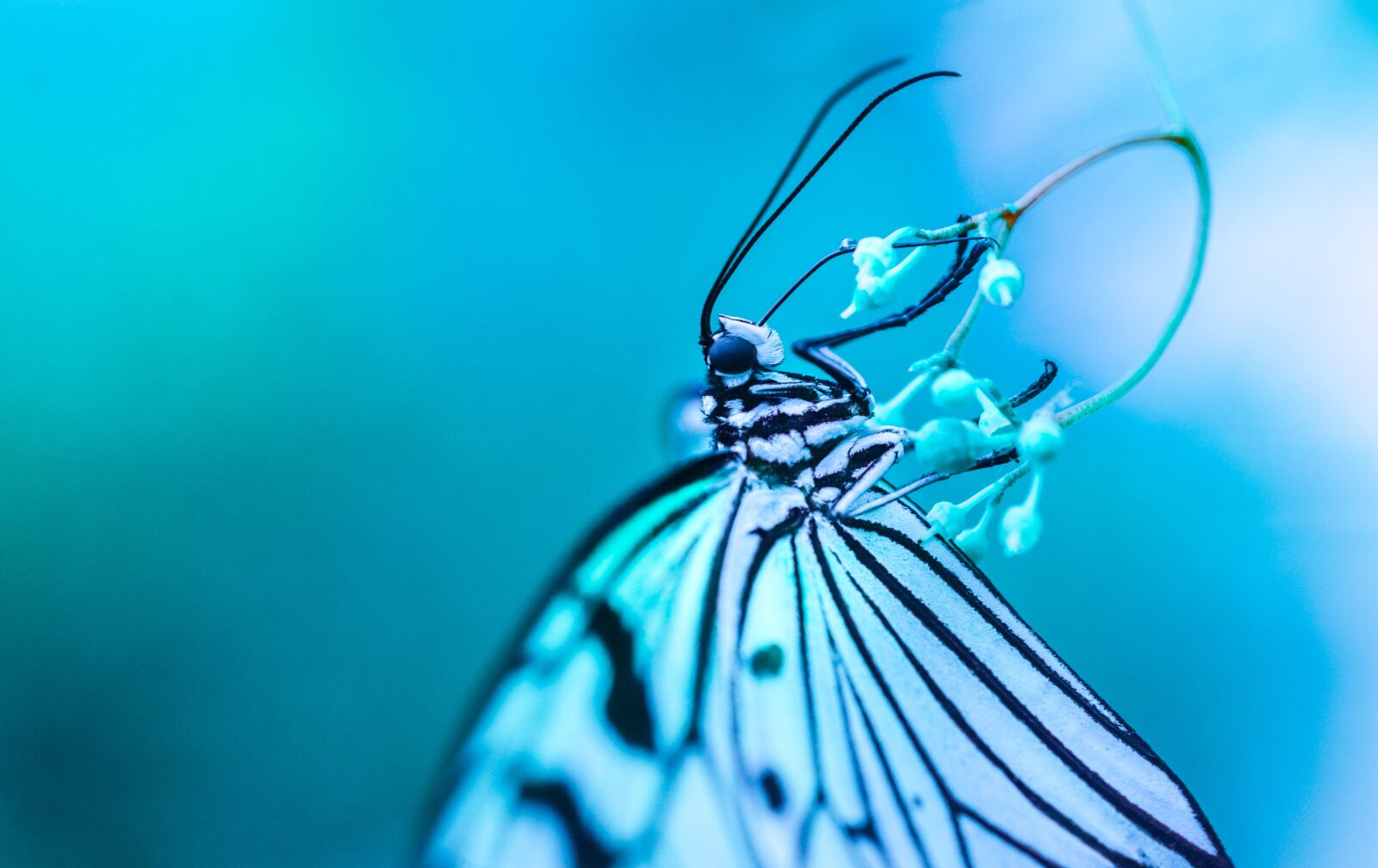 Nikon D610 sample photo. Blue, butterfly, drink photography