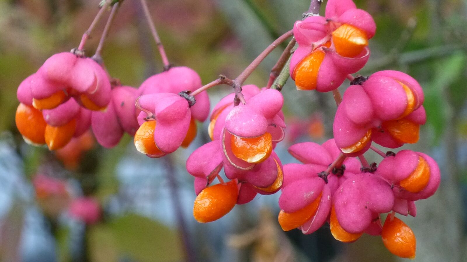 Panasonic Lumix DMC-FS6 sample photo. Spindle, berries, pink photography