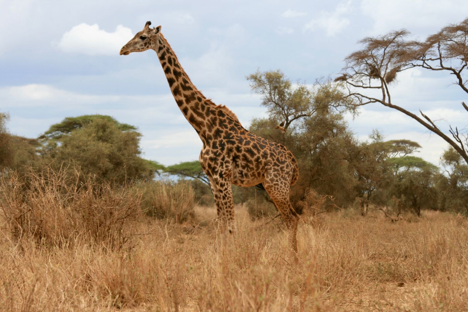 Canon EOS 400D (EOS Digital Rebel XTi / EOS Kiss Digital X) sample photo. Giraffe, safari, kenya photography