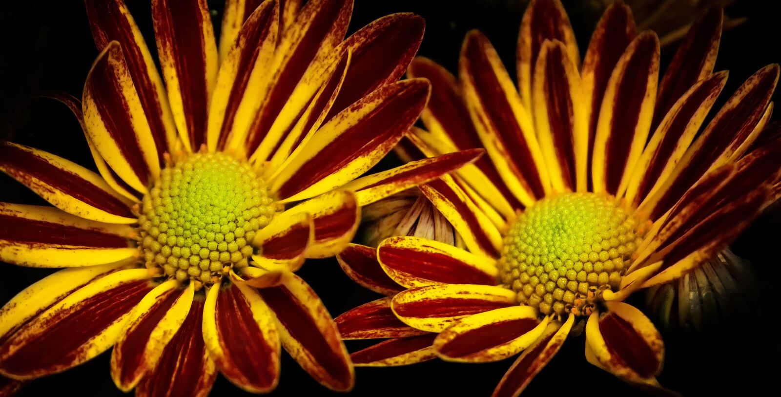 Canon EF-S 18-55mm F3.5-5.6 II sample photo. Chrysanthemum, double, twins photography