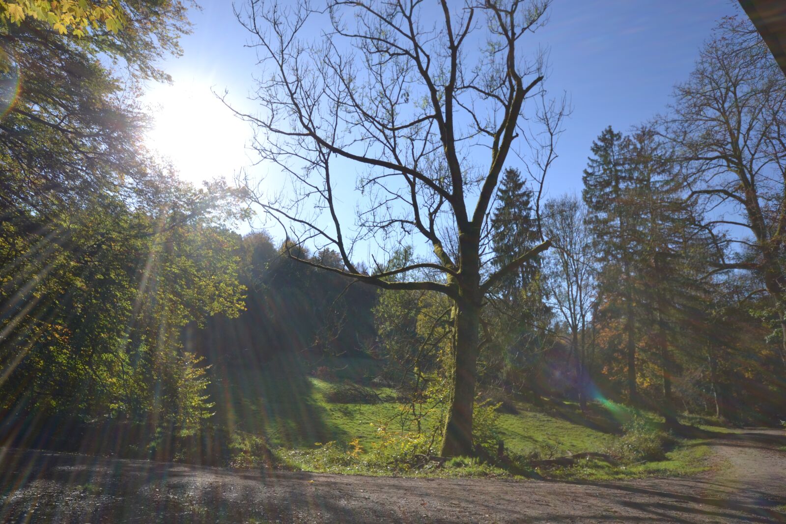 Nikon D3100 sample photo. Forest, sun, autumn photography