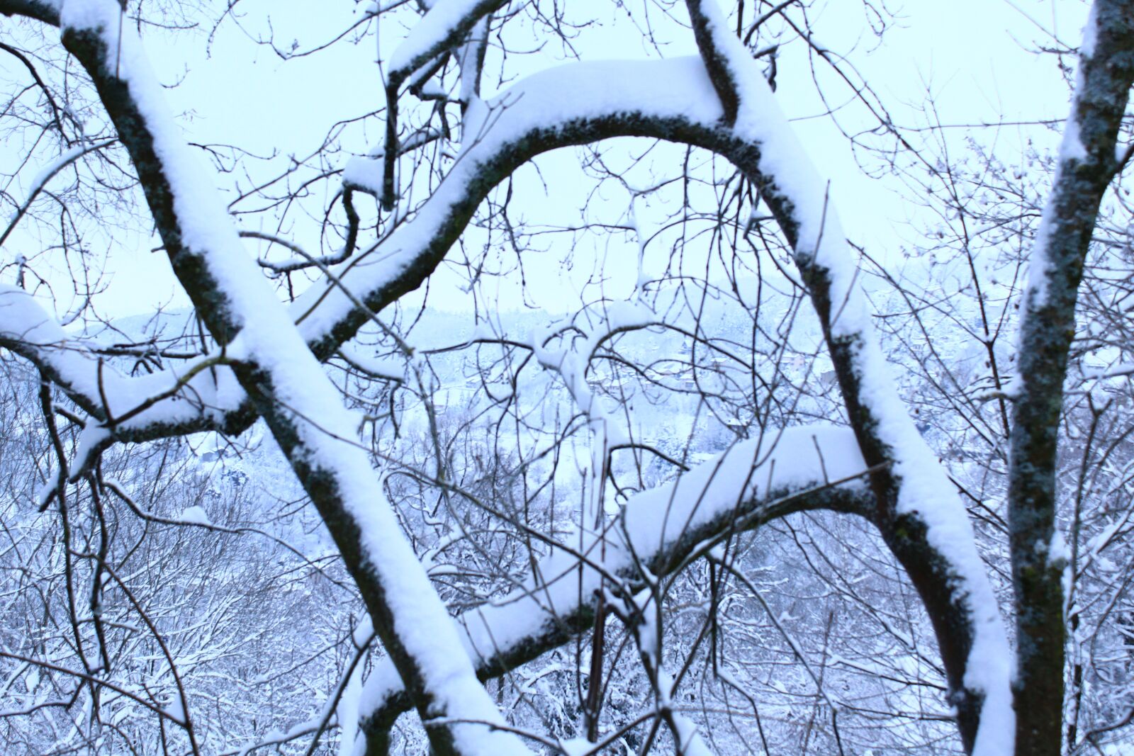 Canon EOS 1300D (EOS Rebel T6 / EOS Kiss X80) sample photo. Snow, winter, cold photography