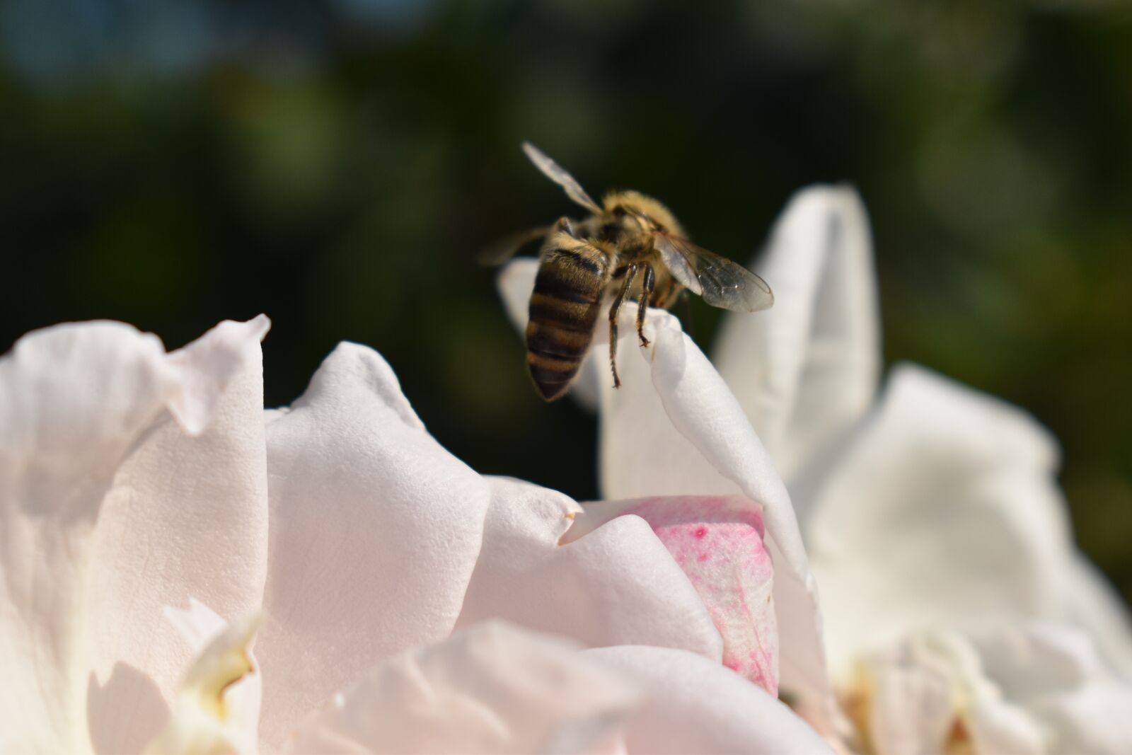 Nikon D3500 sample photo. Bee, rose, flower photography