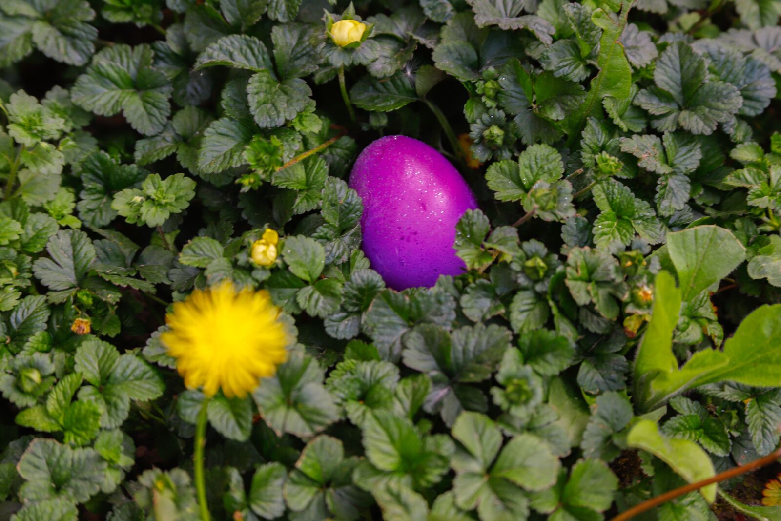 Canon EF 28-135mm F3.5-5.6 IS USM sample photo. Egg, easter, happy photography