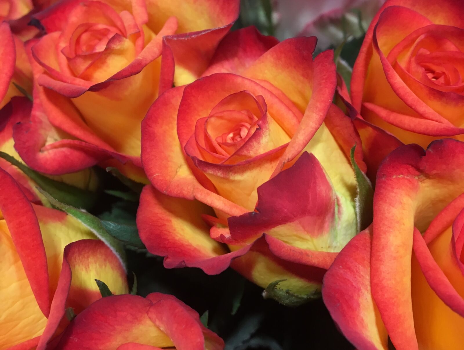 Apple iPhone 6s sample photo. Rose, flower, petal photography