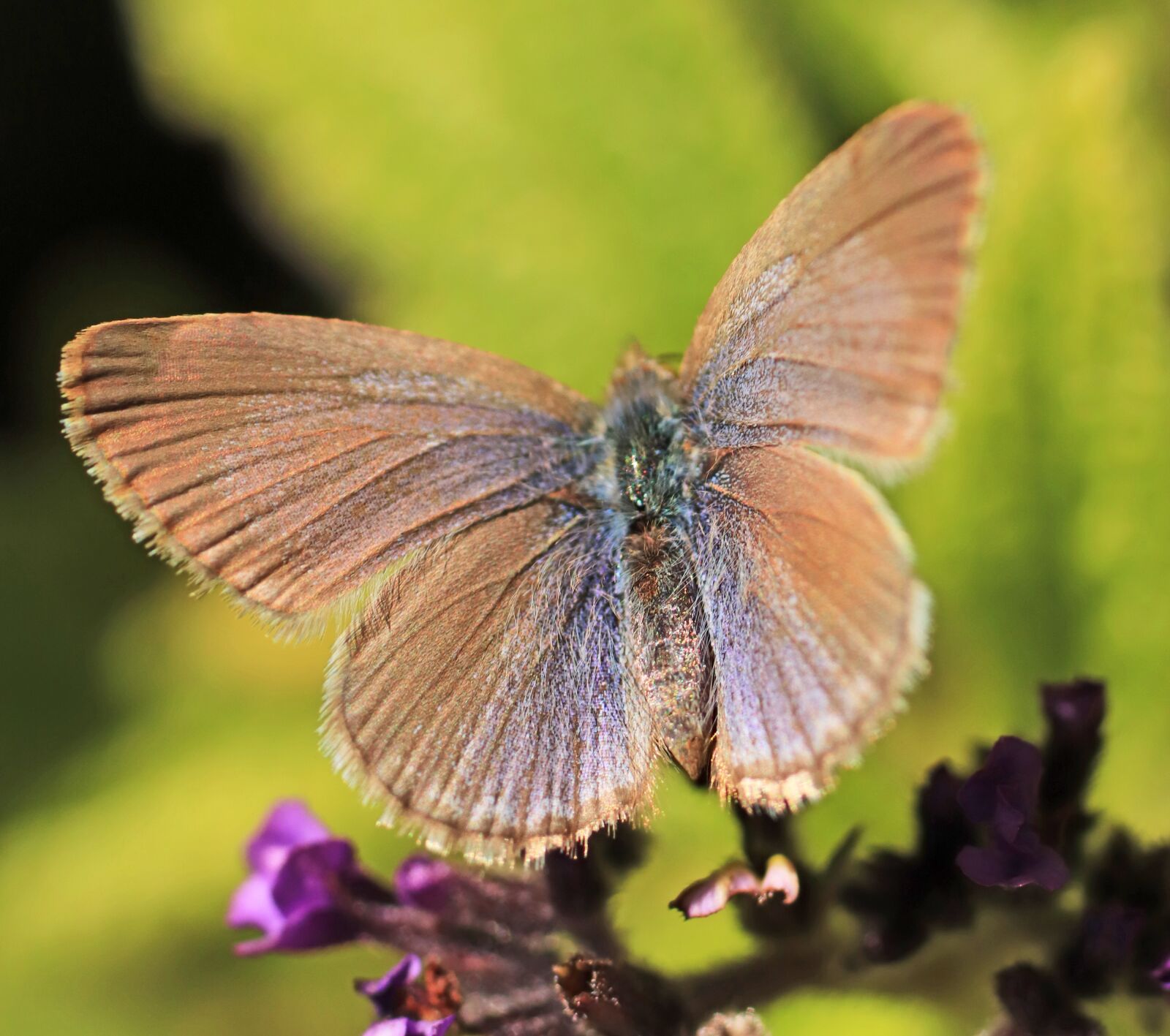 Tamron SP 90mm F2.8 Di VC USD 1:1 Macro sample photo. Butterfly, brown, insect photography