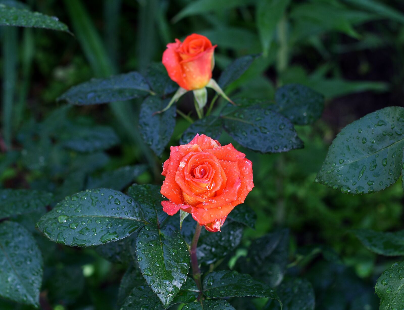 Canon EOS 1000D (EOS Digital Rebel XS / EOS Kiss F) sample photo. Rose flower, summer rose photography