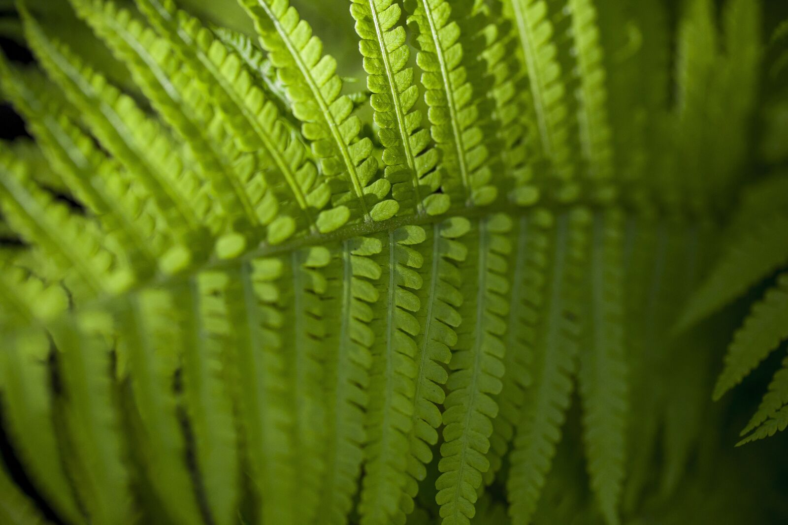 Canon EF 100mm F2.8L Macro IS USM sample photo. Fern, green, forest photography