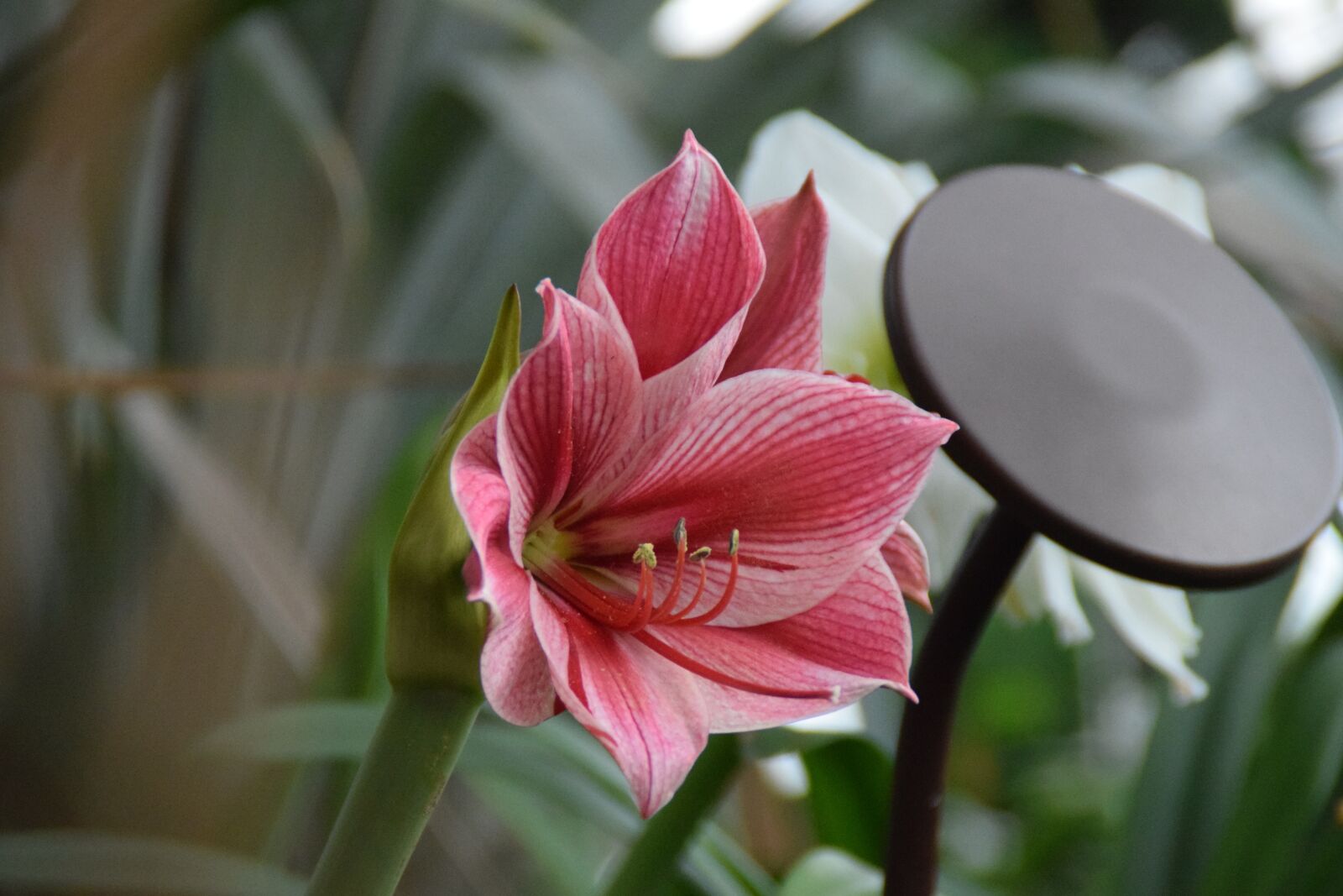 Nikon D5300 sample photo. Lilies, blossom, bloom photography