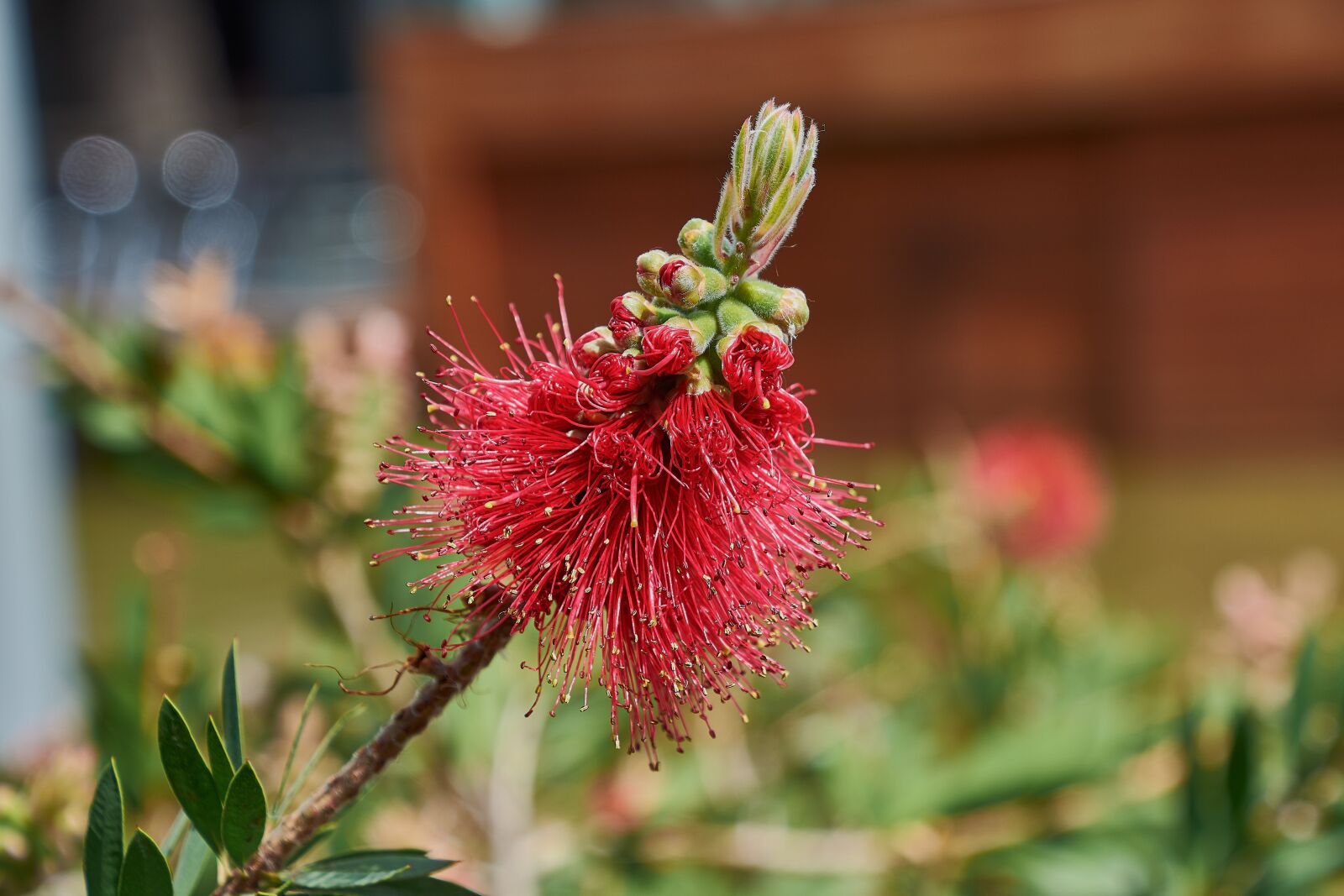 Nikon D7200 sample photo. Flower, garden, plant photography