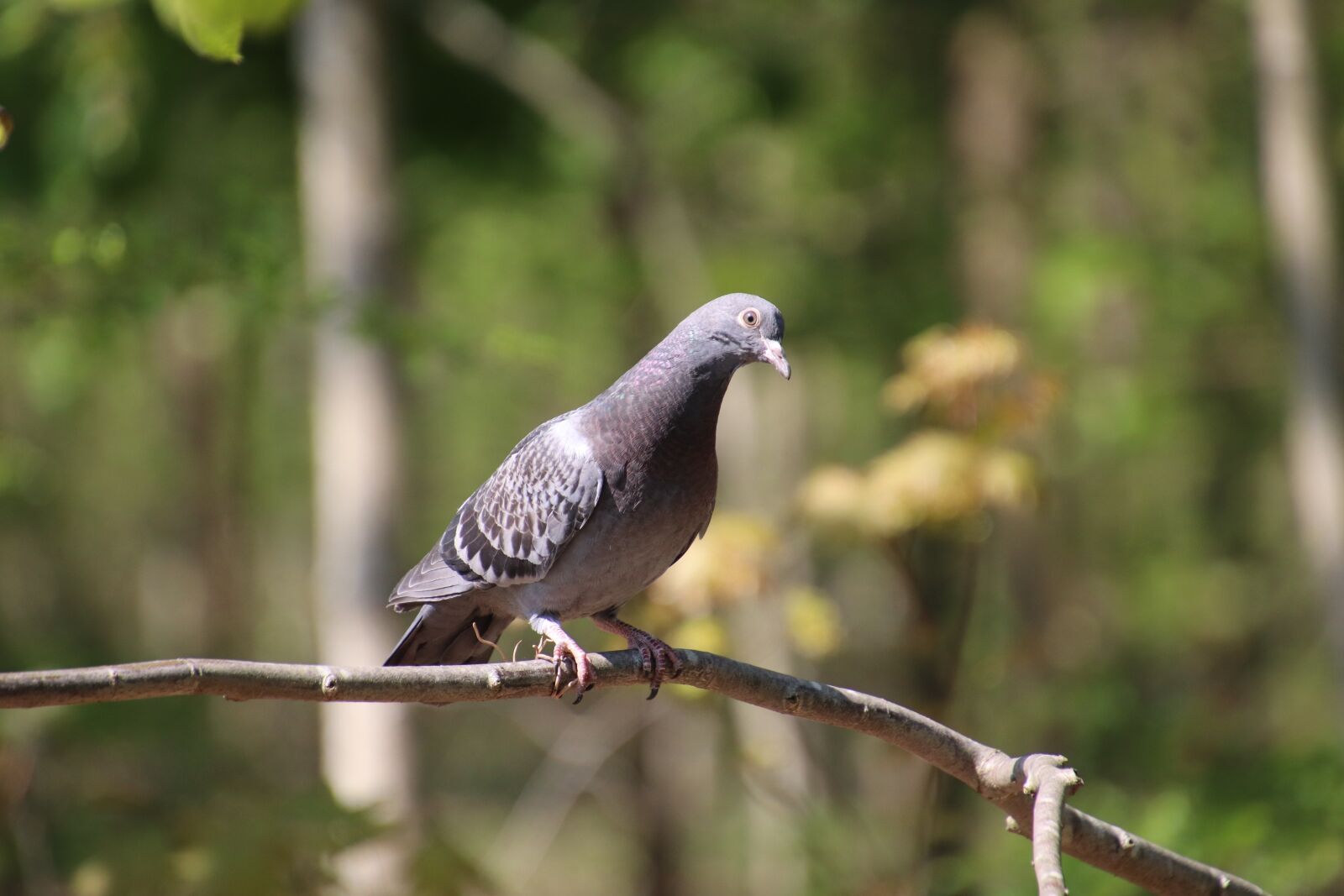Canon EOS 800D (EOS Rebel T7i / EOS Kiss X9i) sample photo. Pigeon, bird, ornithology photography