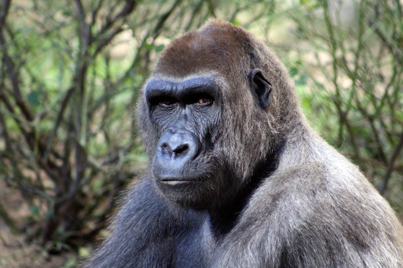 Canon EF 75-300mm f/4-5.6 sample photo. Gorilla, forest, wildlife photography