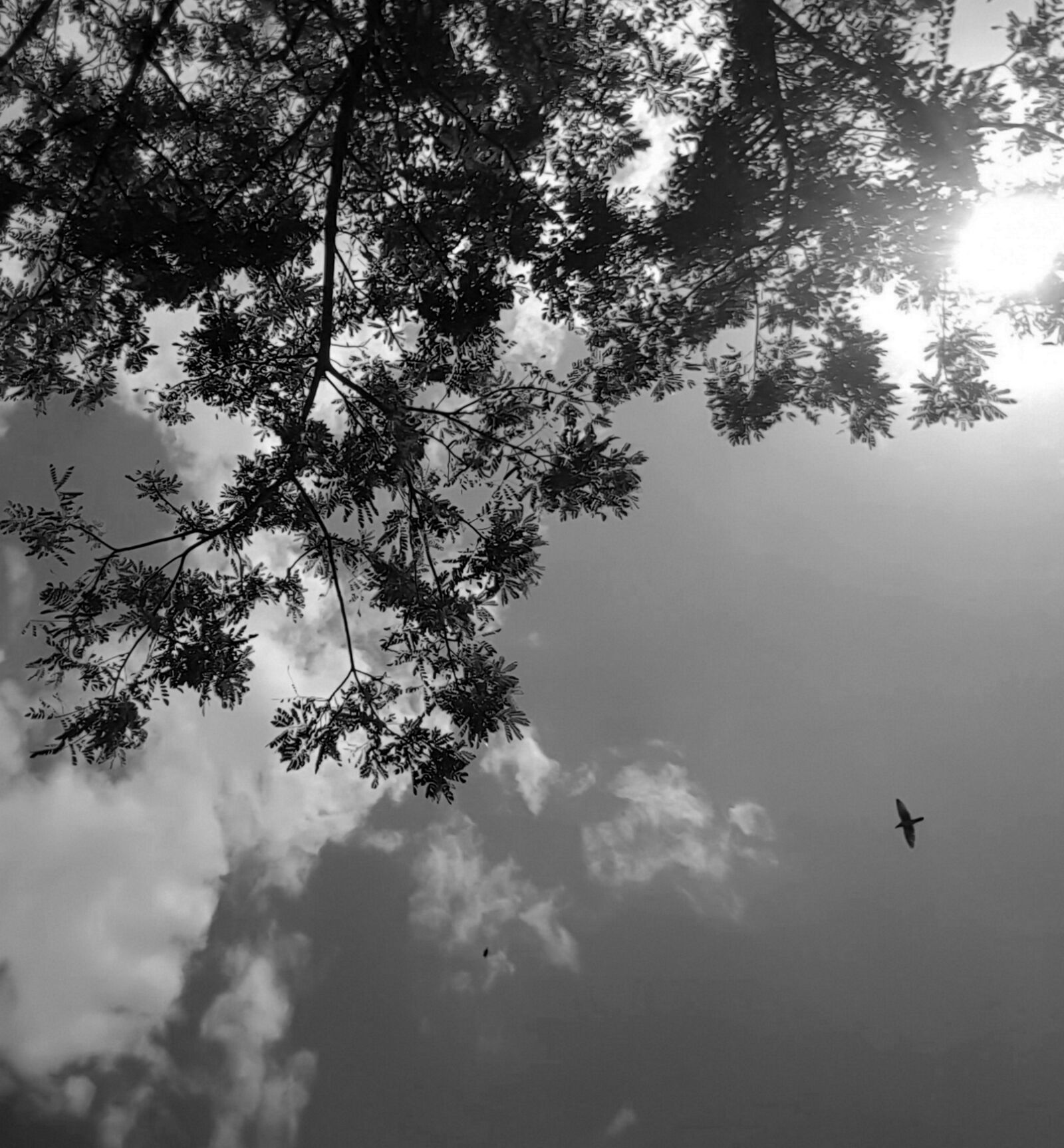 Samsung Galaxy Note5 sample photo. Tree, black and white photography