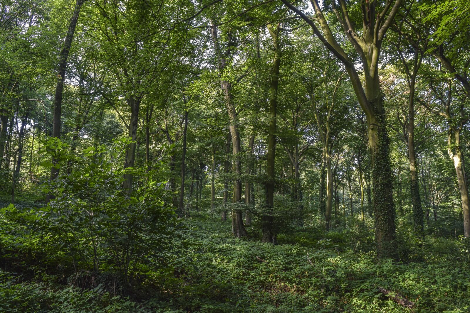 Nikon D3300 sample photo. Forest, nature, landscape photography