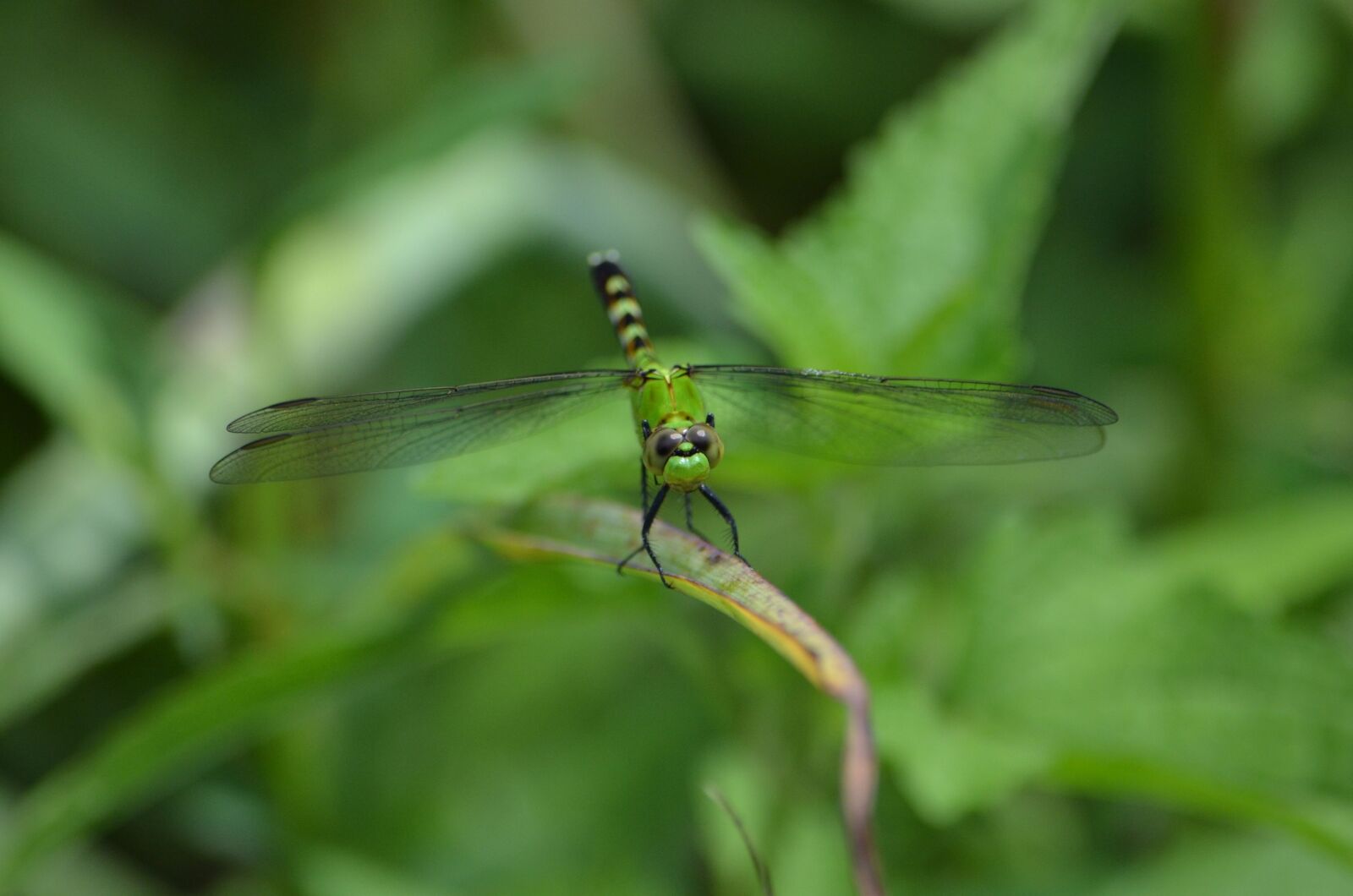 Nikon D7000 sample photo. Dragonfly, green, bug photography