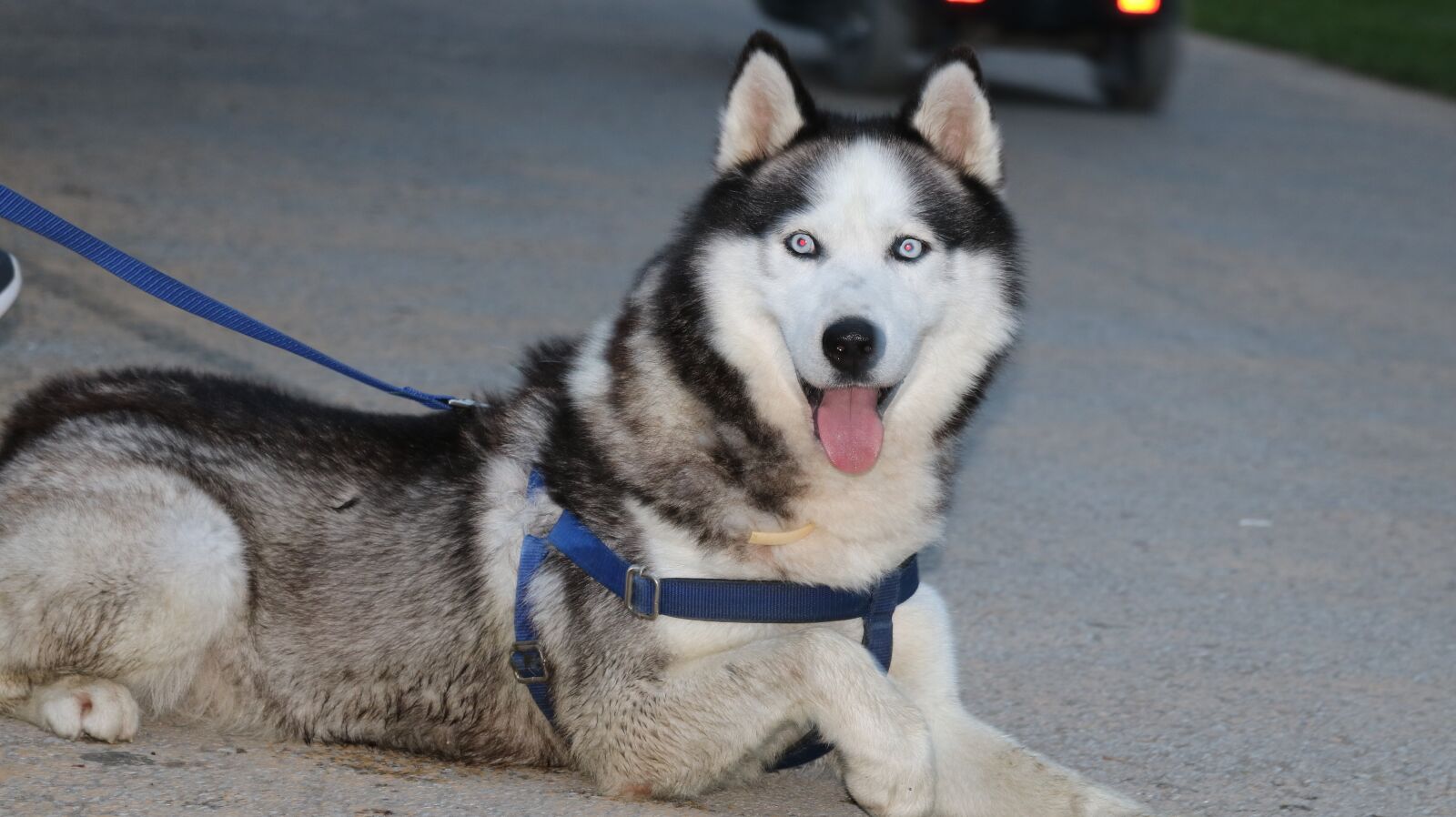 Canon EOS 750D (EOS Rebel T6i / EOS Kiss X8i) sample photo. Wolf, fox, white photography