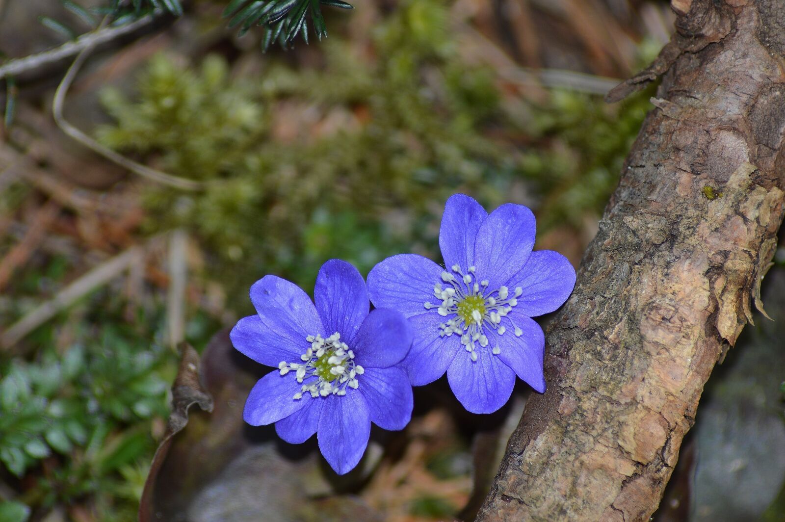 Nikon D3200 sample photo. Flower, anemone, nature photography