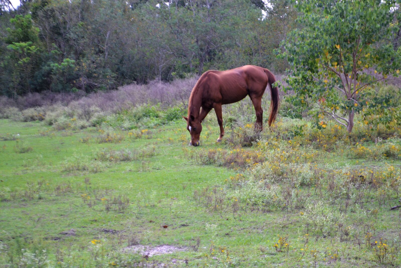Nikon D3100 sample photo. Horse feeding, grass, animal photography
