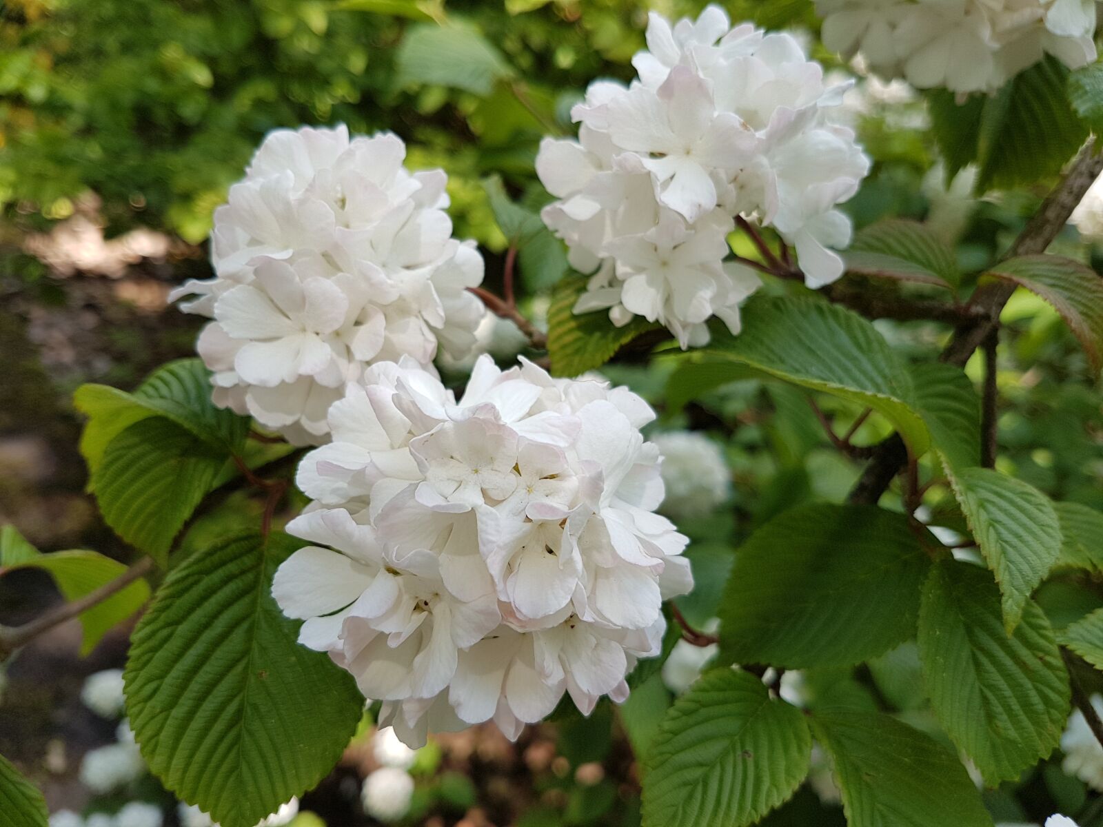 Samsung Galaxy S7 sample photo. Flowers, spring, viburnum photography