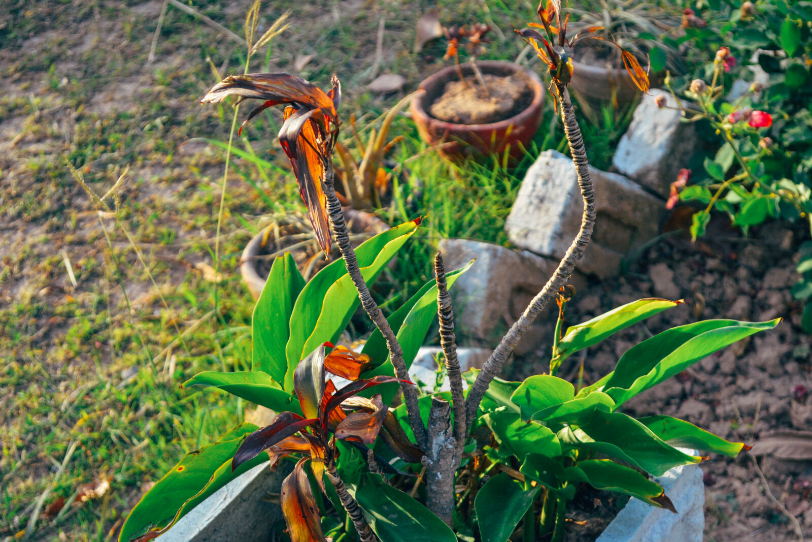 Nikon D3100 sample photo