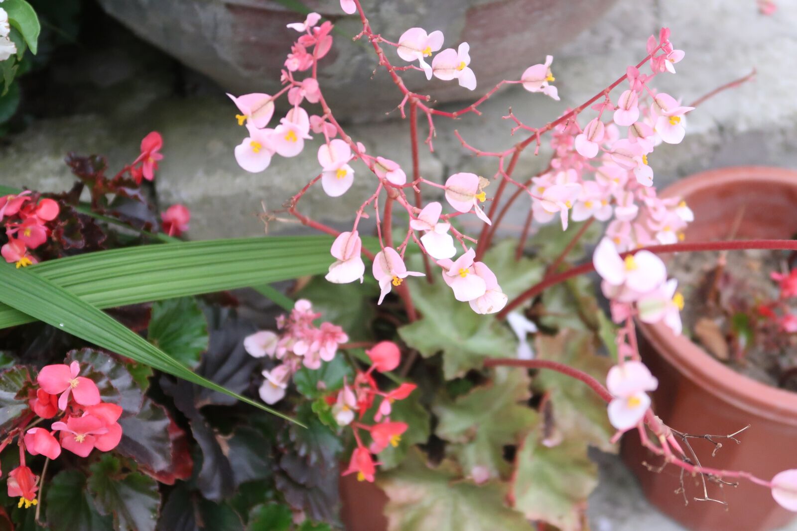 Canon PowerShot G7 X Mark II sample photo. See beautiful flowers, image photography