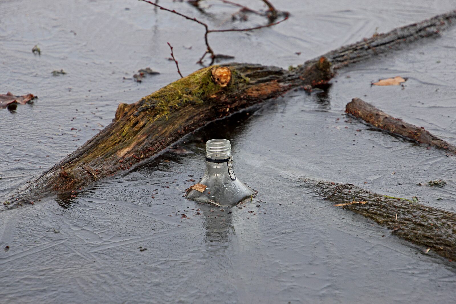 Canon EOS 60D sample photo. Frost, winter, frozen photography