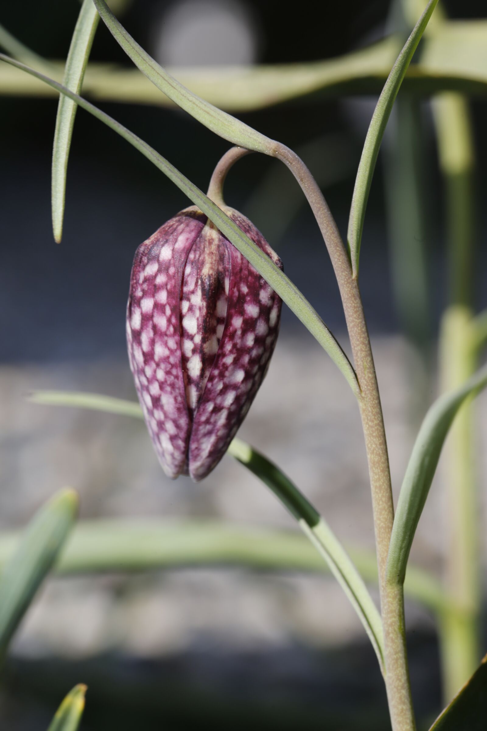 Canon EF 100mm F2.8L Macro IS USM sample photo. Spring, sprout, engine photography