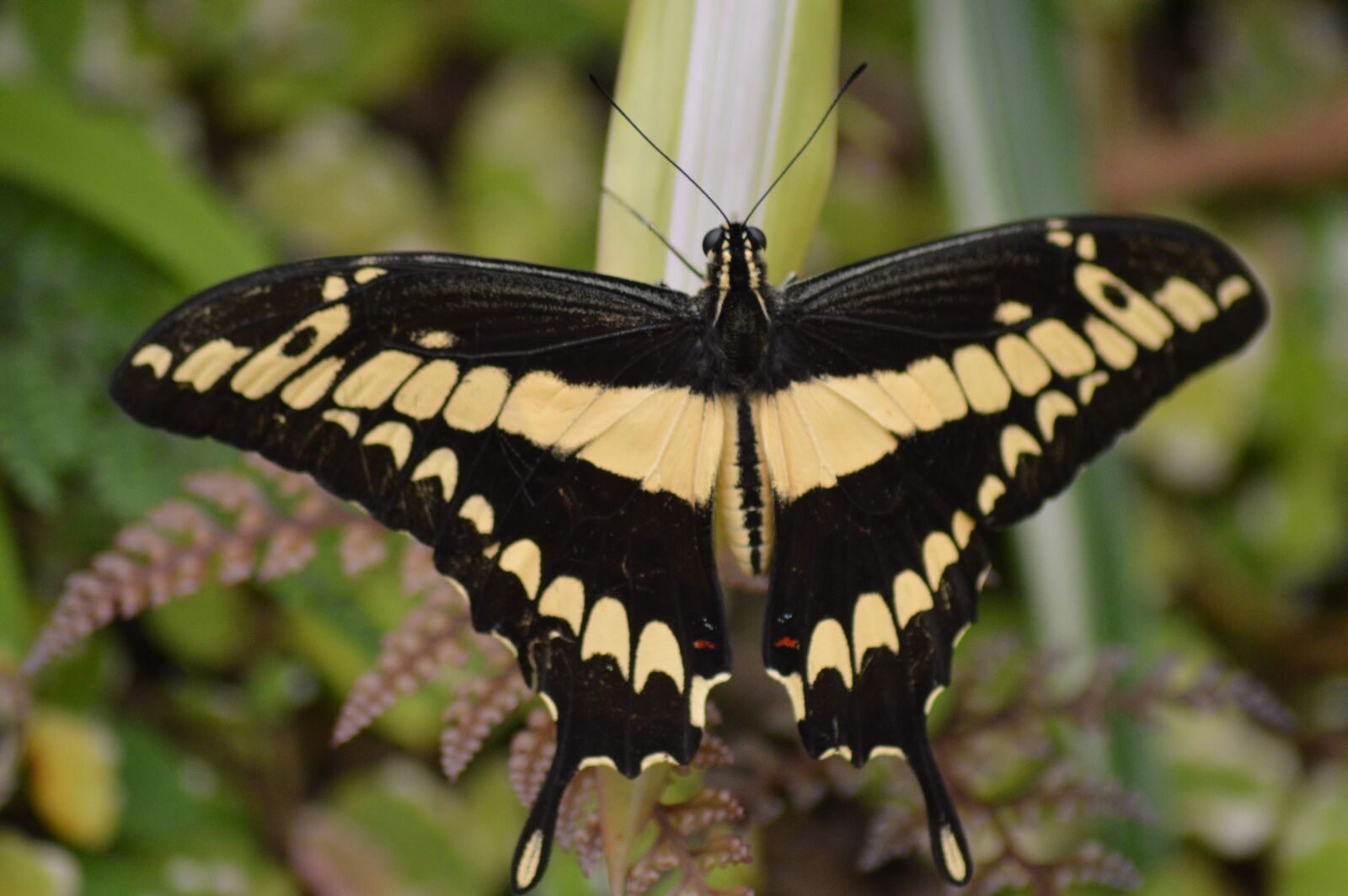 Nikon D3200 sample photo. Butterfly, insect, wings photography