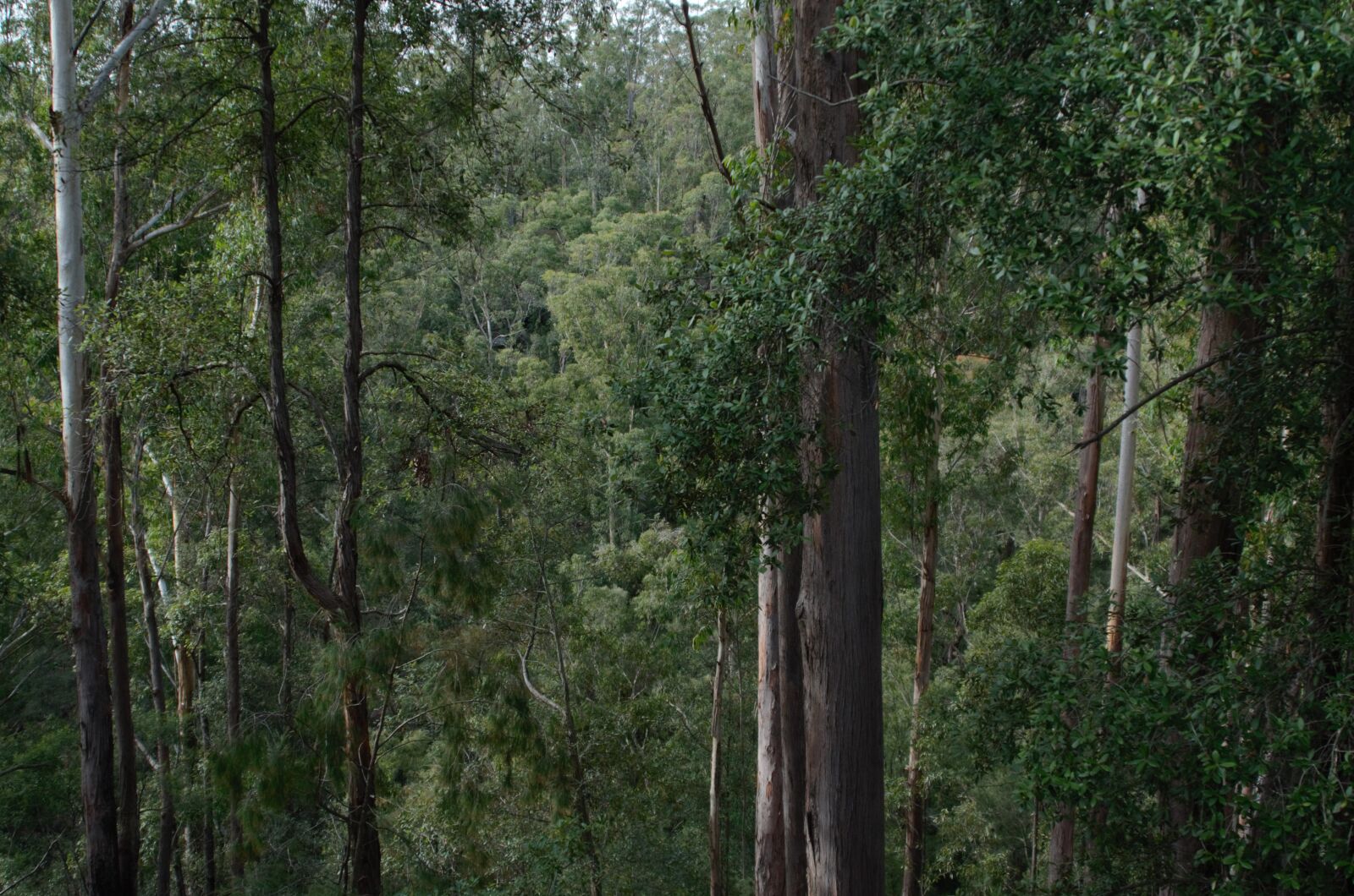Nikon D7000 sample photo. Forest, tree, nature photography