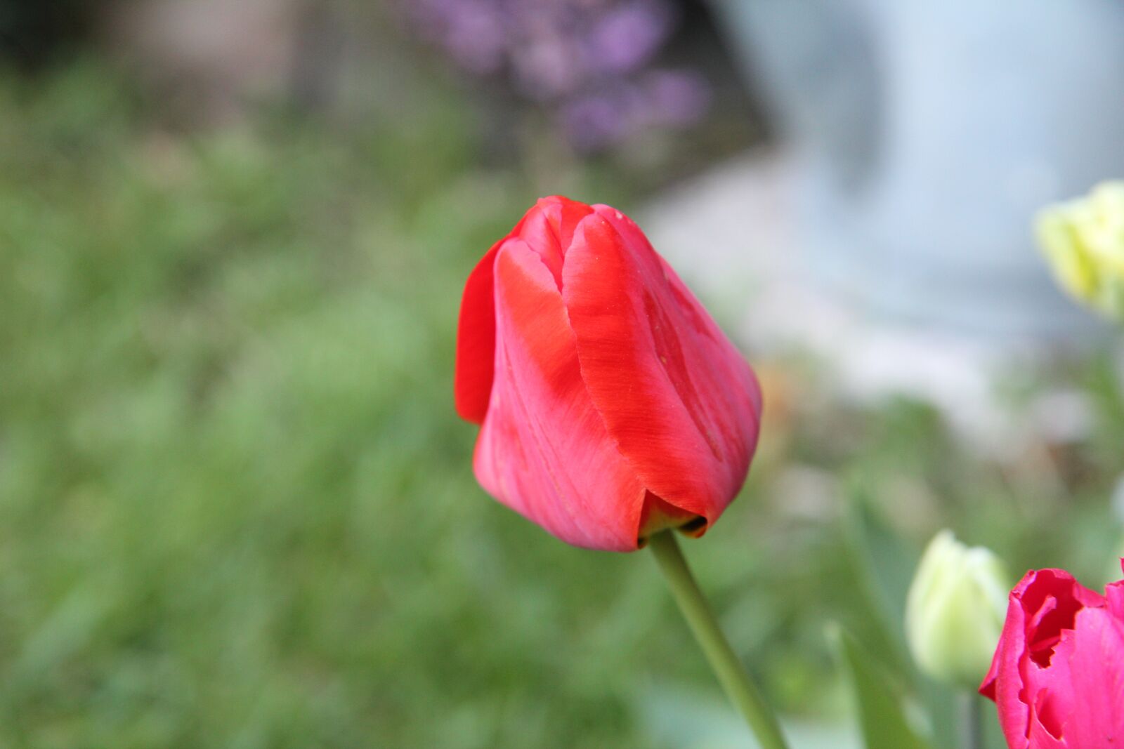 Canon EOS 600D (Rebel EOS T3i / EOS Kiss X5) sample photo. Tulip, tulips, red tulip photography