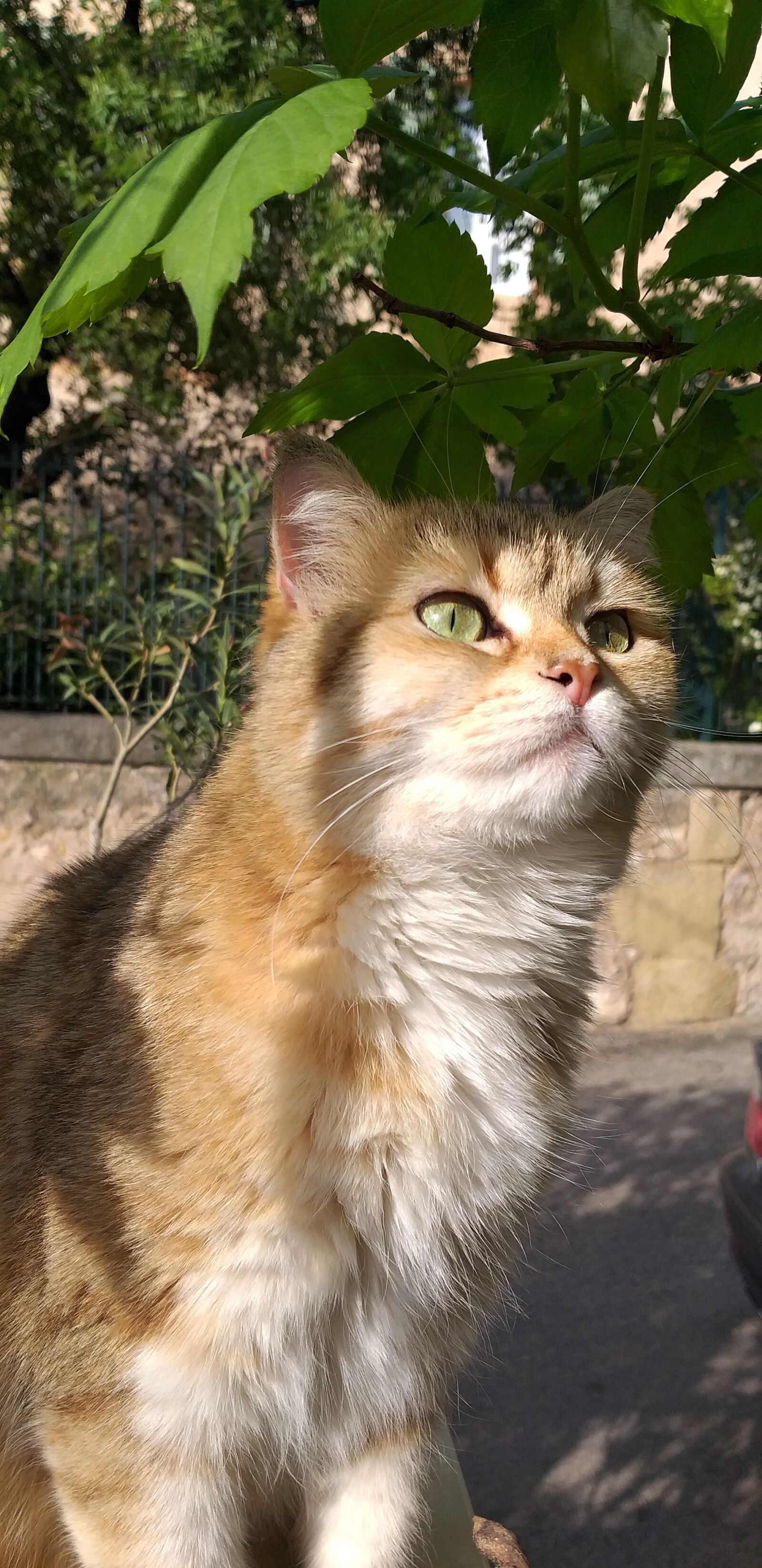 Samsung Galaxy A6+ sample photo. Chat, douceur, tendresse photography