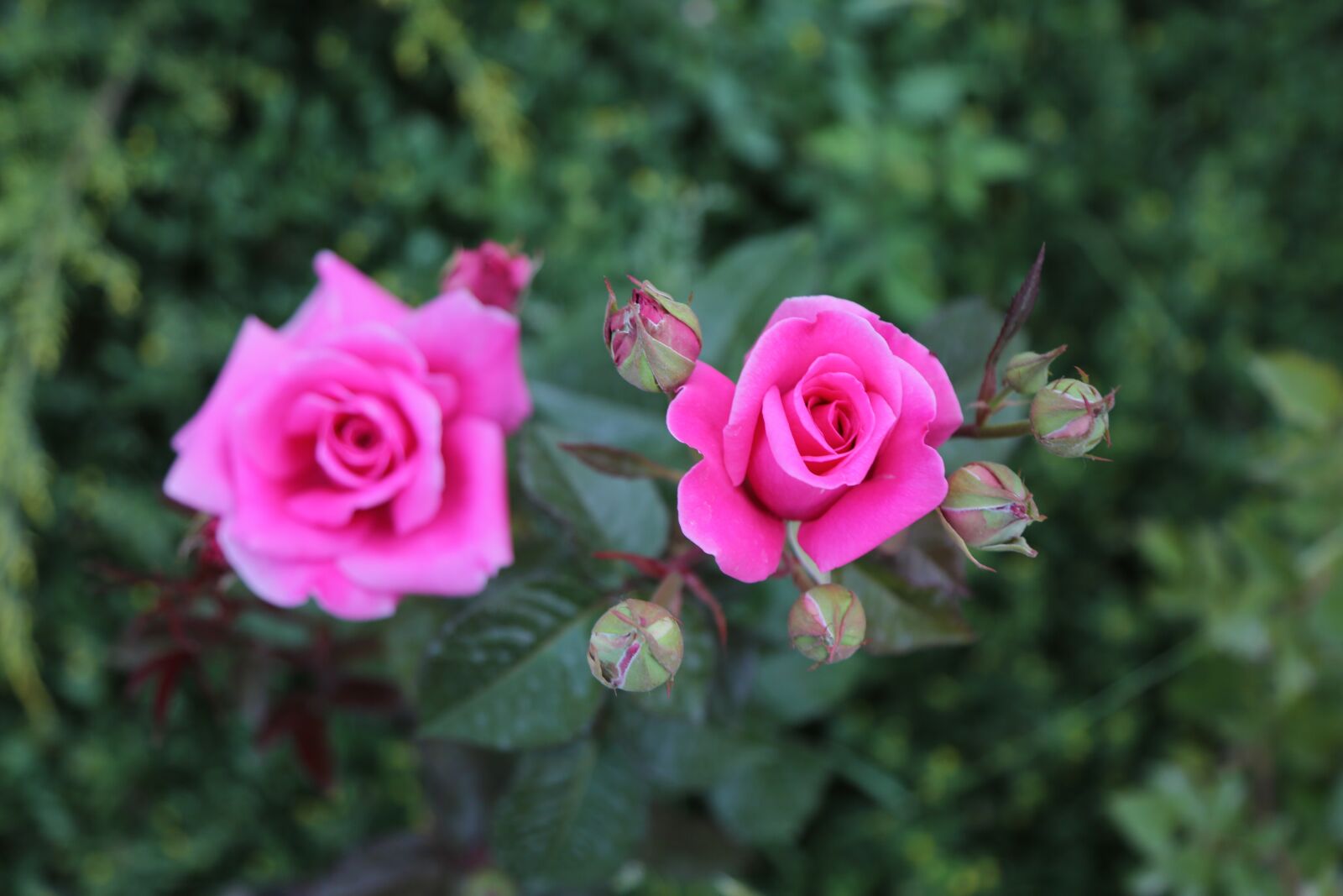 Canon EF 24-105mm F4L IS USM sample photo. Rose, pink roses, flower photography