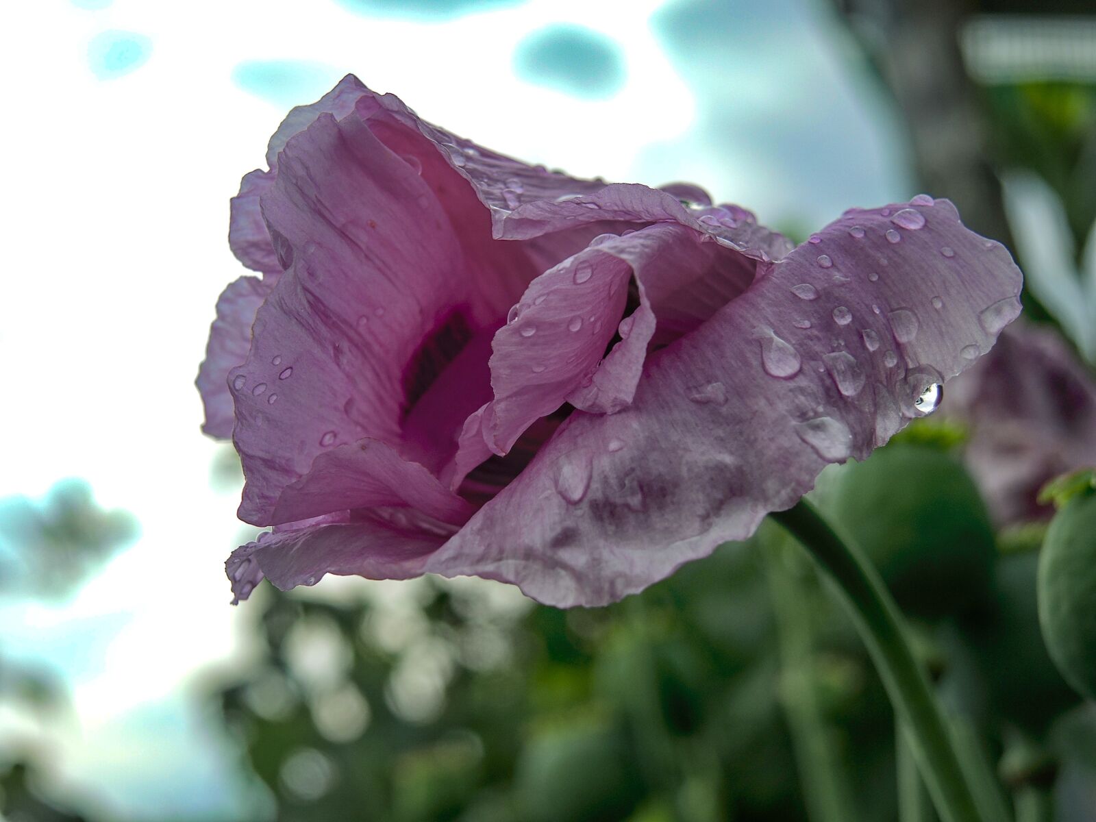 Nikon Coolpix P7700 sample photo. Poppy, raindrop, poppy flower photography