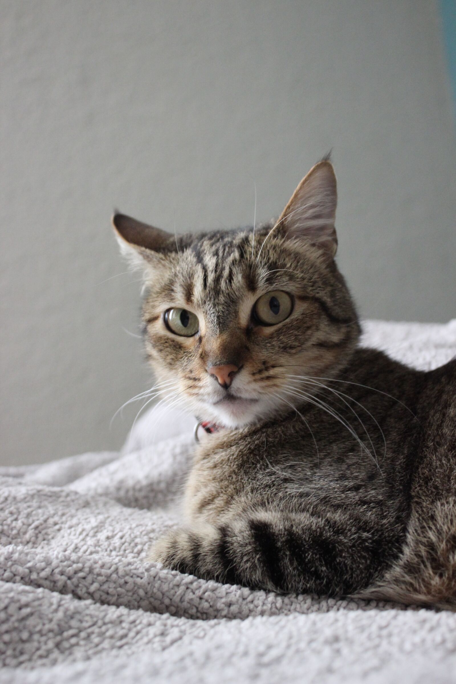 Canon EOS 600D (Rebel EOS T3i / EOS Kiss X5) sample photo. She cat pose, feline photography