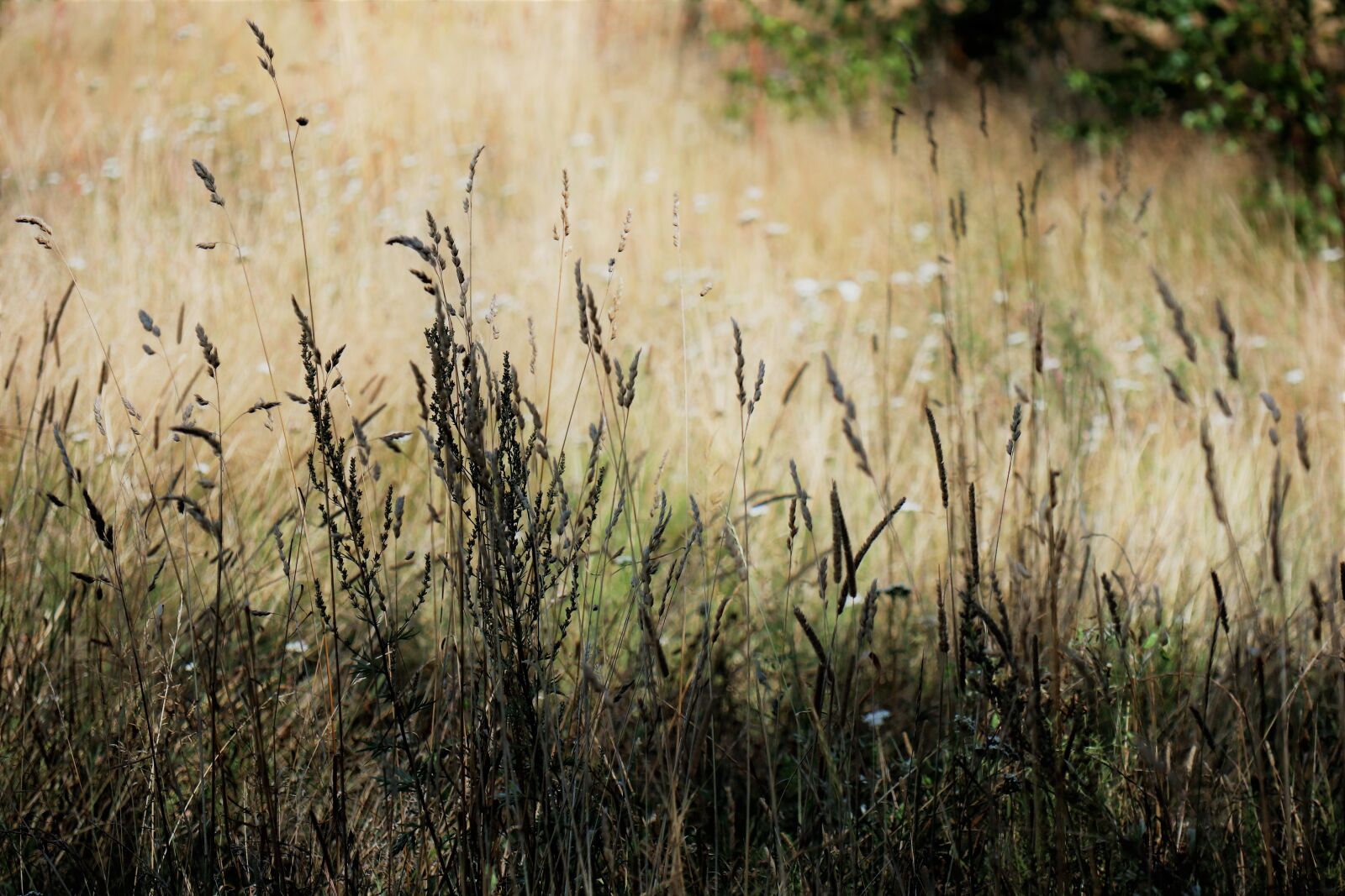 Canon EOS M6 sample photo. Meadow, grass, summer photography