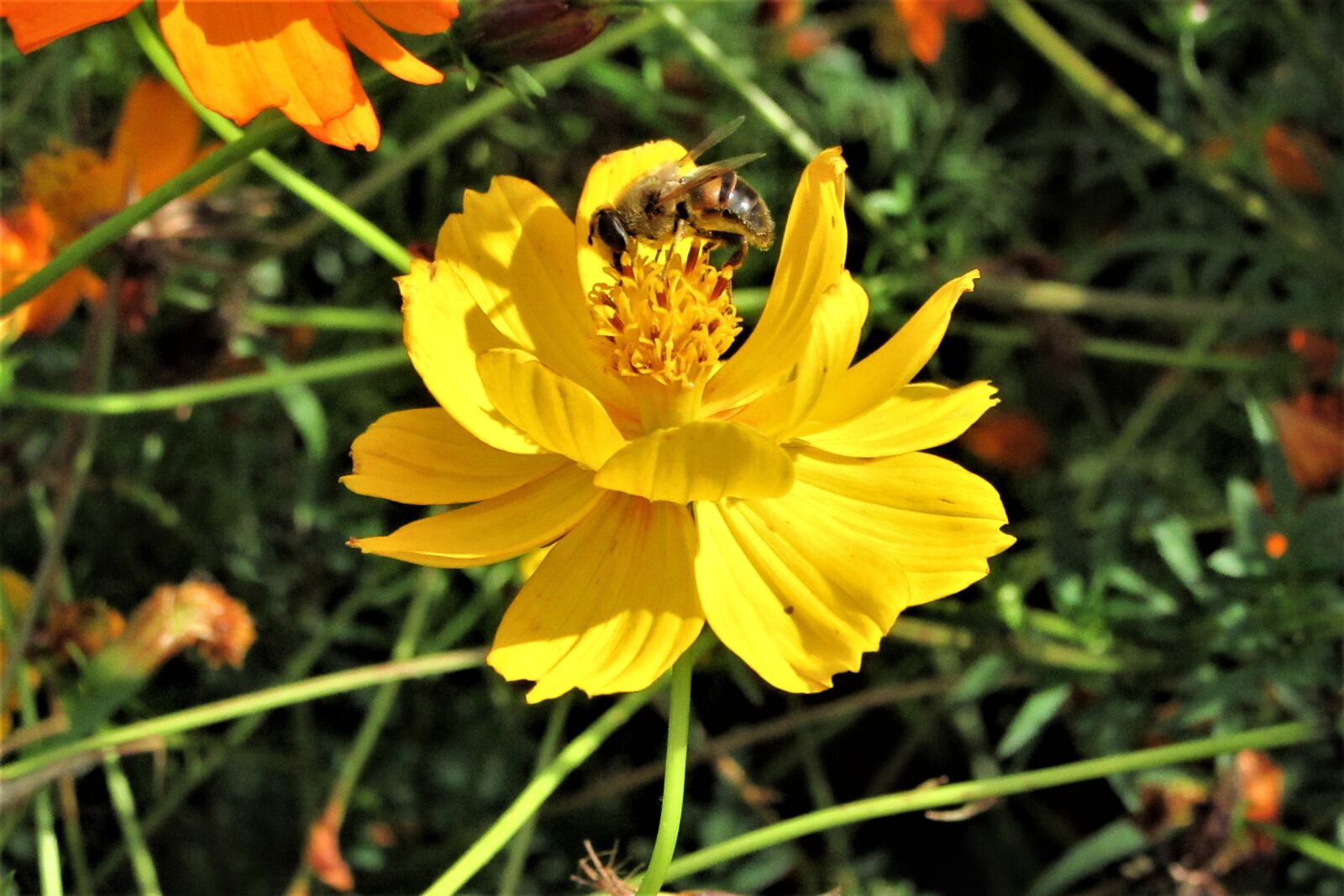 Canon PowerShot SX610 HS sample photo. Flower, bee, nature photography
