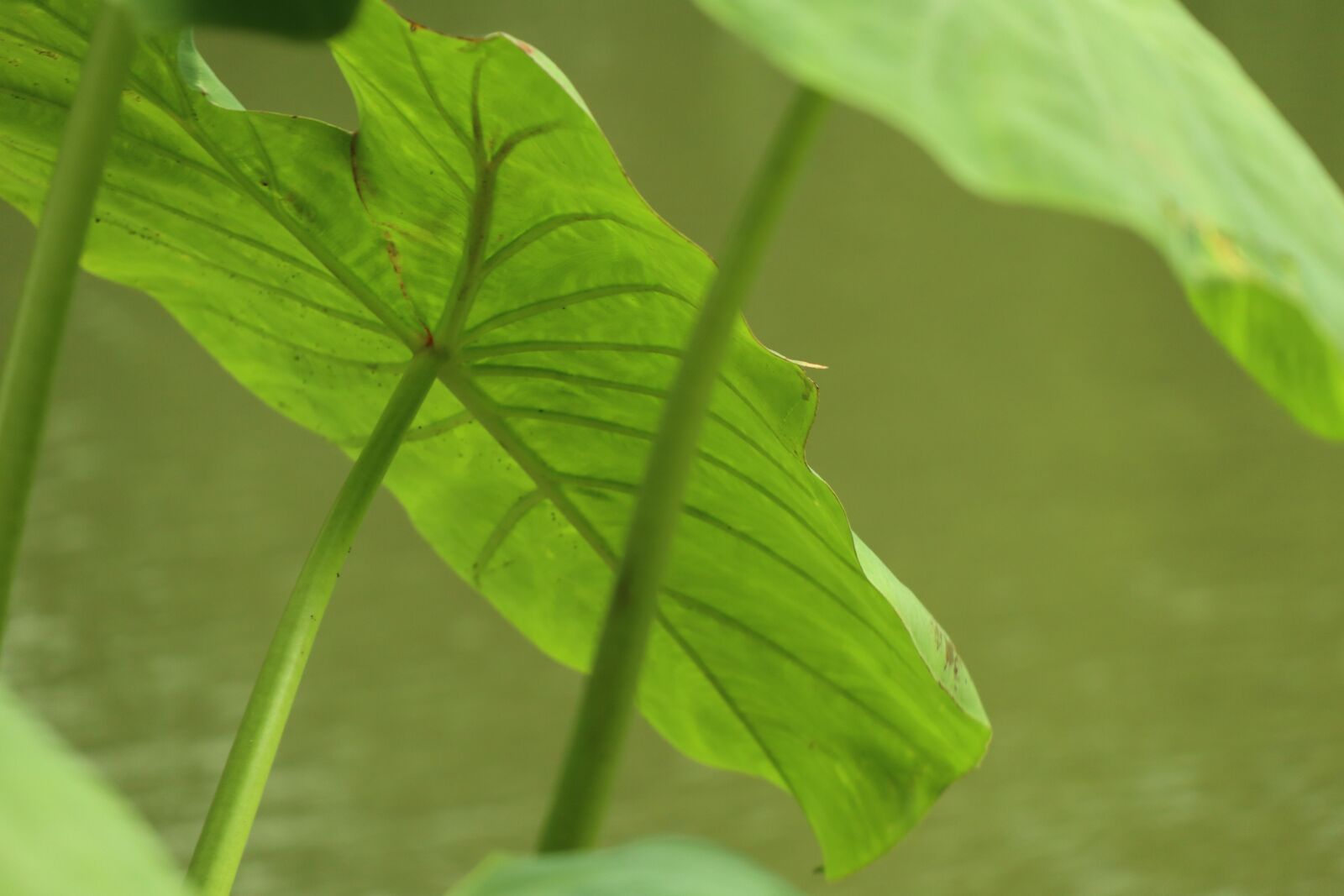 Canon EF-M 18-150mm F3.5-6.3 IS STM sample photo. Water taro leaves, green photography