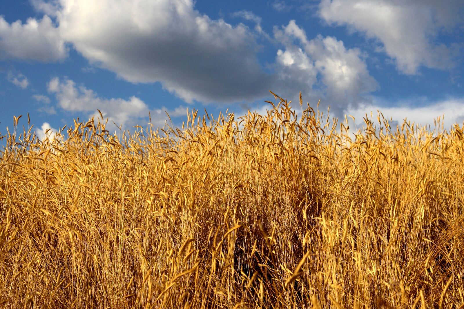 f/3.5-5.6 IS sample photo. Autumn, high grass, blue photography