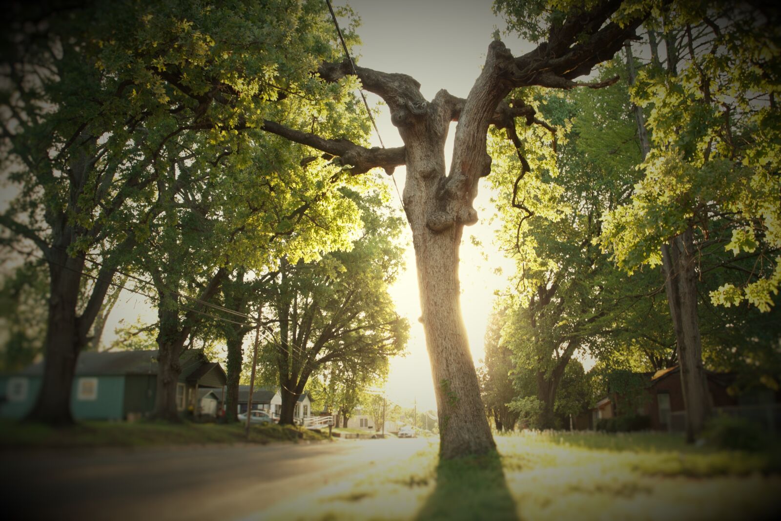 Canon EOS 450D (EOS Rebel XSi / EOS Kiss X2) sample photo. Old tree, tree, sun photography