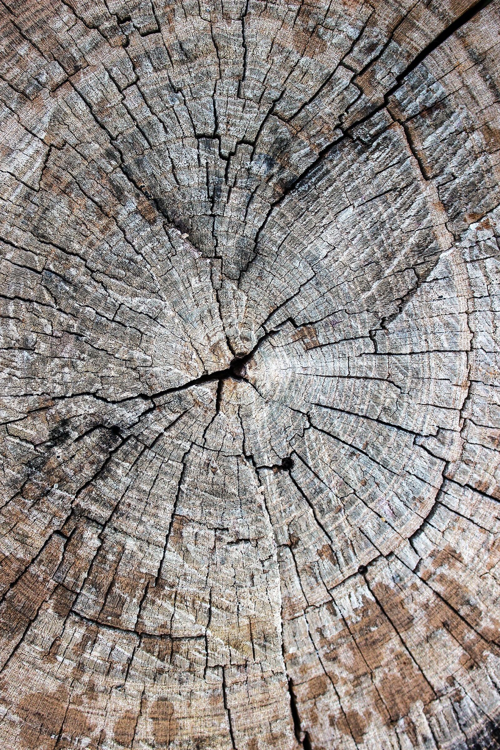 Canon EOS 600D (Rebel EOS T3i / EOS Kiss X5) sample photo. Wood, trunk, tree photography