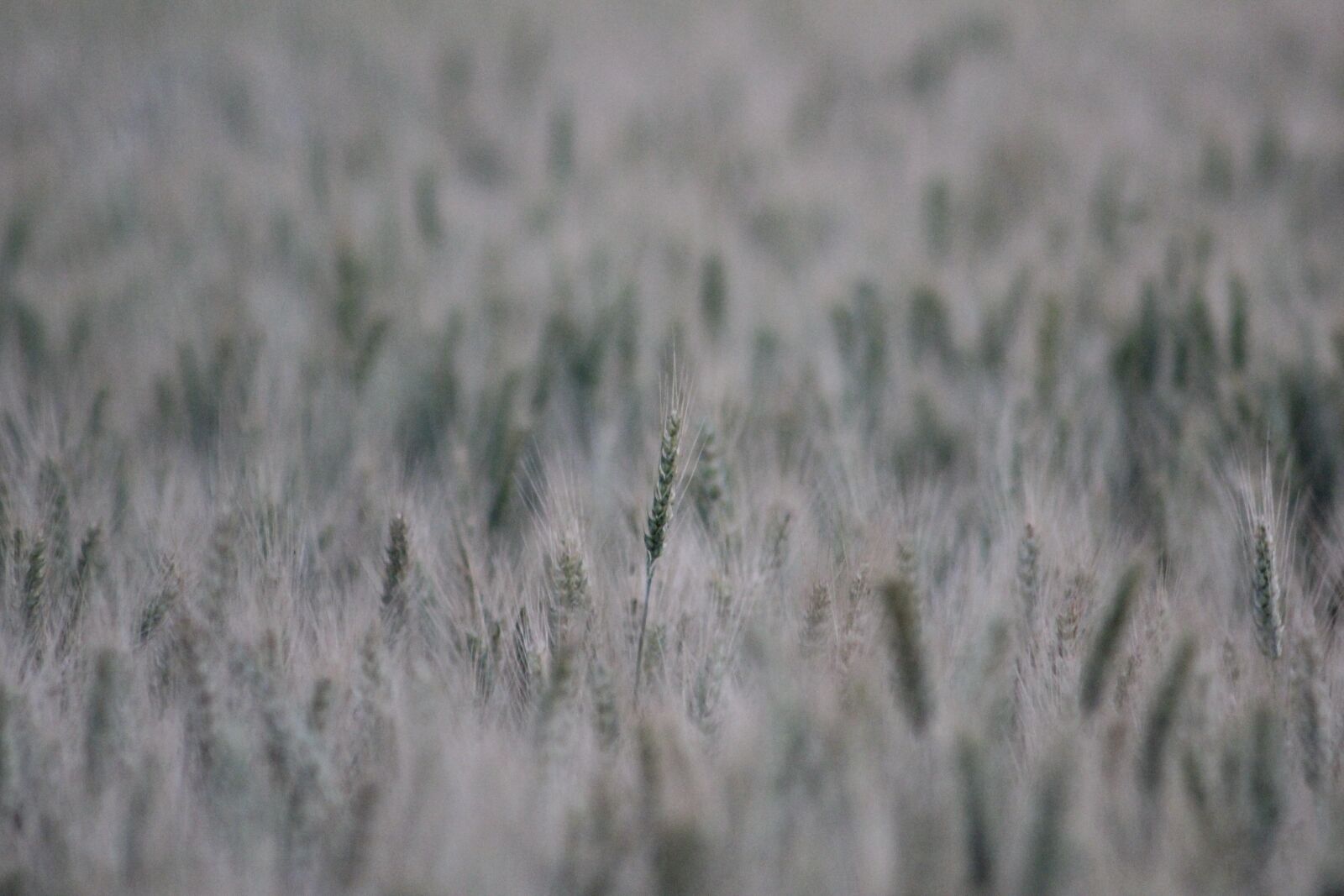 Canon EOS 550D (EOS Rebel T2i / EOS Kiss X4) sample photo. Wheat farm, wheat, seed photography