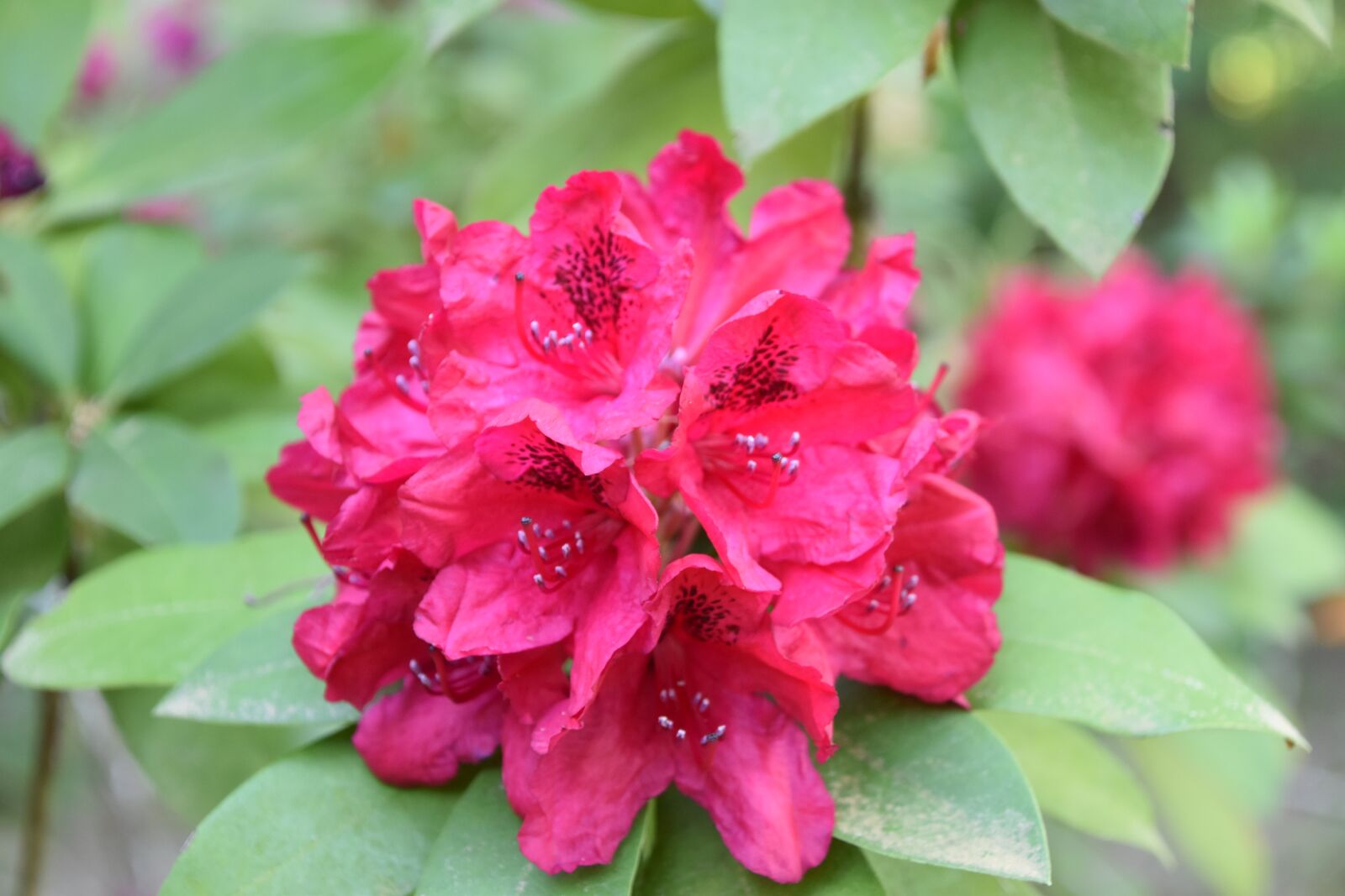Nikon D5600 sample photo. Flower, nature, garden photography