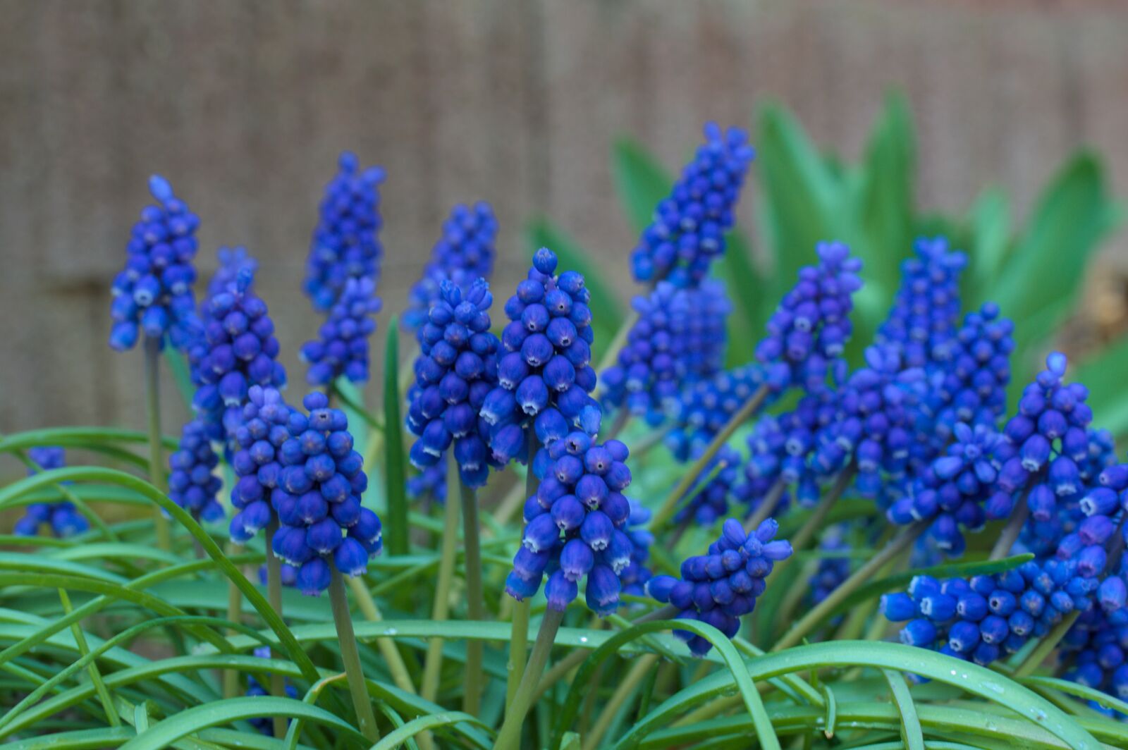 Nikon D90 sample photo. Flowers, baur bubchen, blue photography