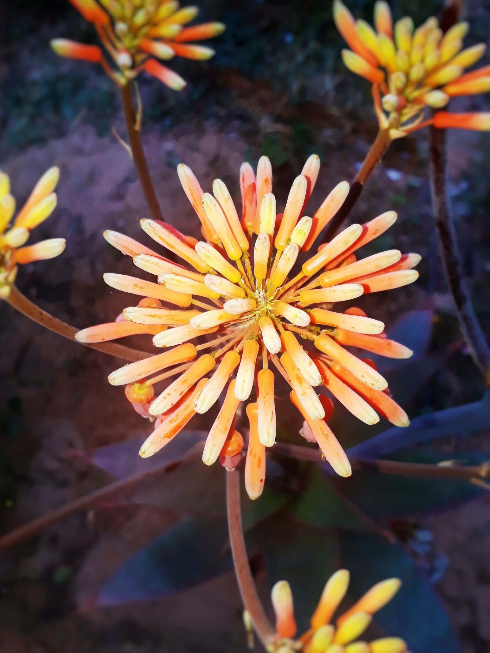 Samsung Galaxy J5 Prime sample photo. Flower, nature, plant photography
