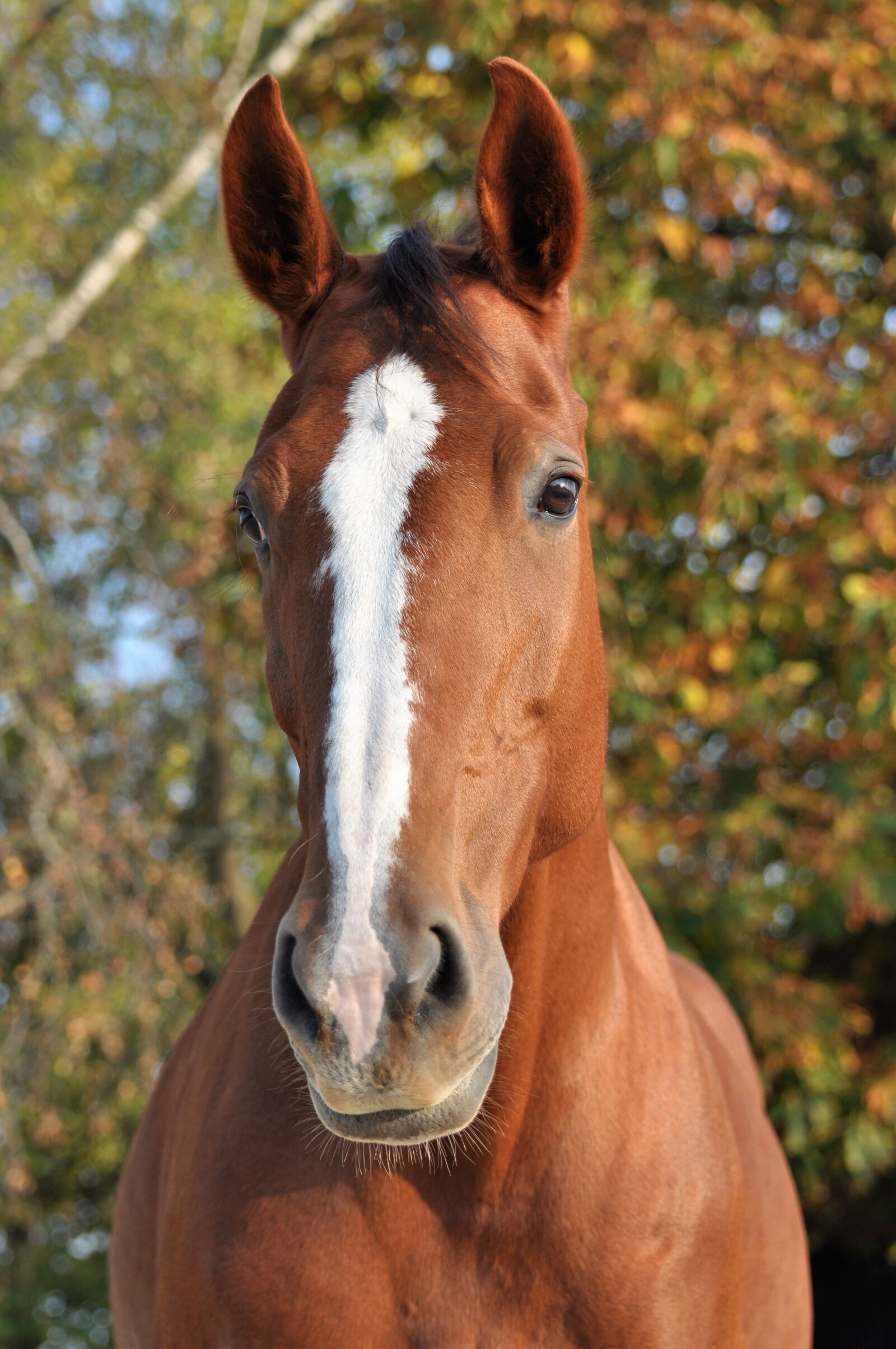 Nikon D5000 sample photo. Horse, horses, watch photography
