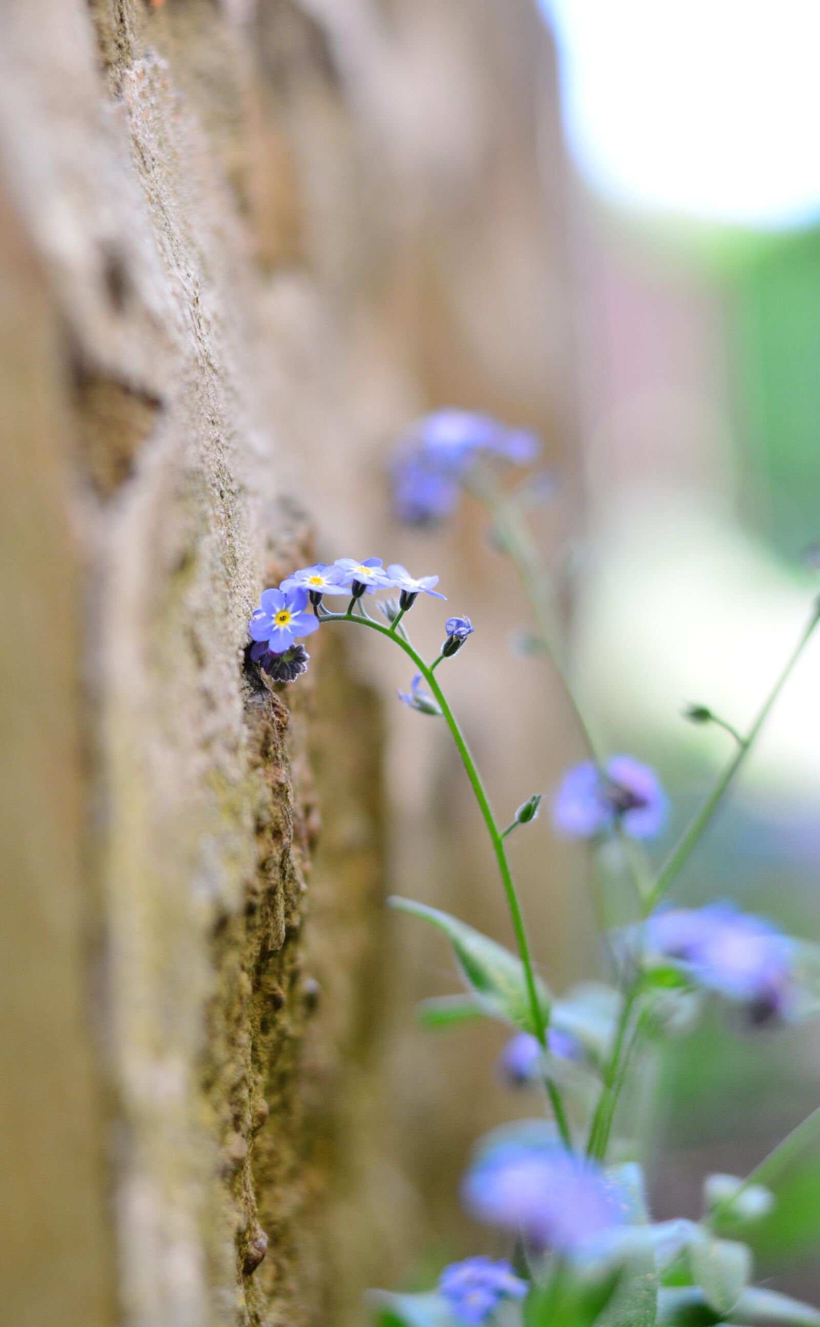 Nikon D5200 sample photo. Forget me not, tender photography
